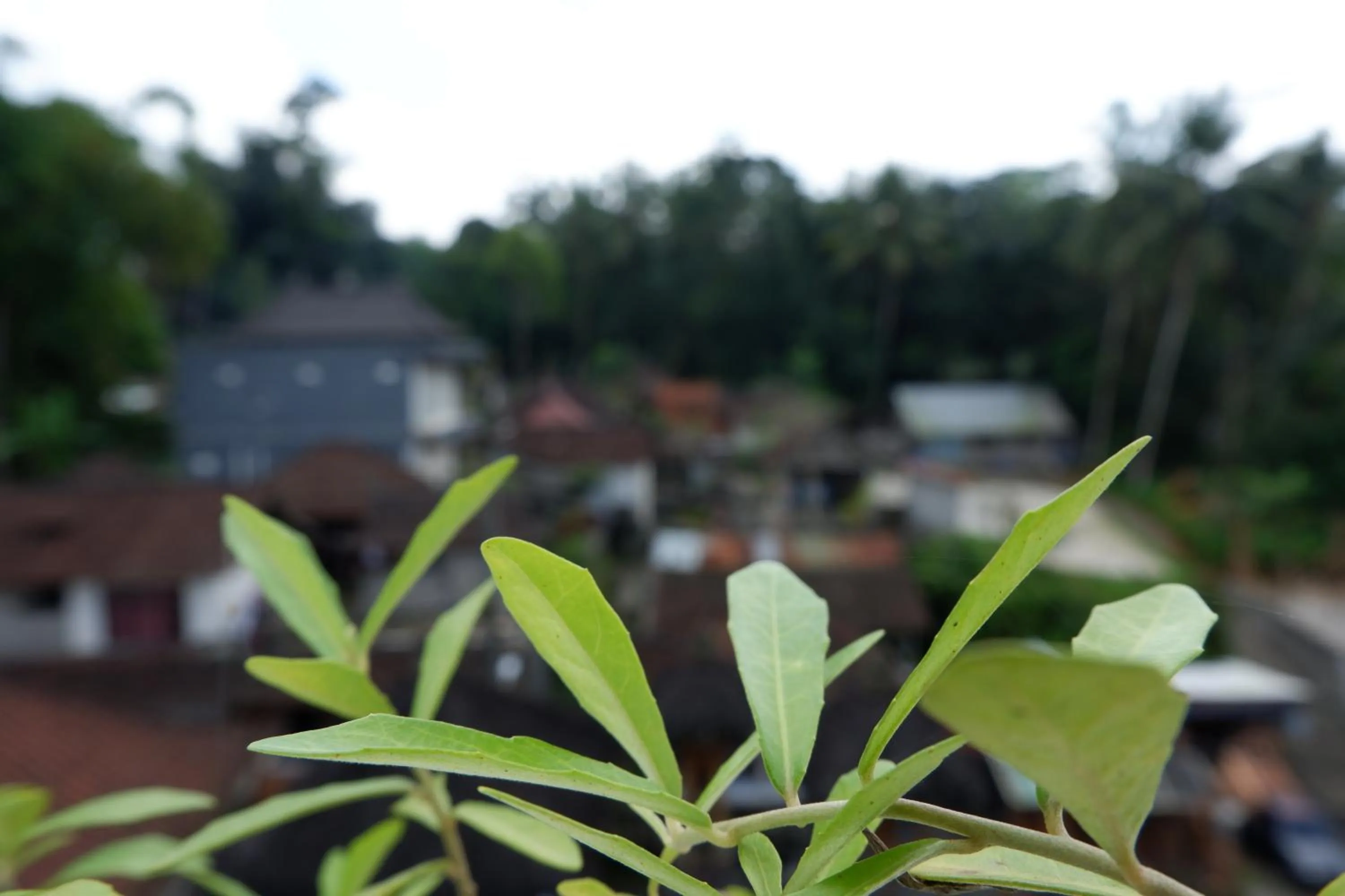 Day in Ramaya Ubud View
