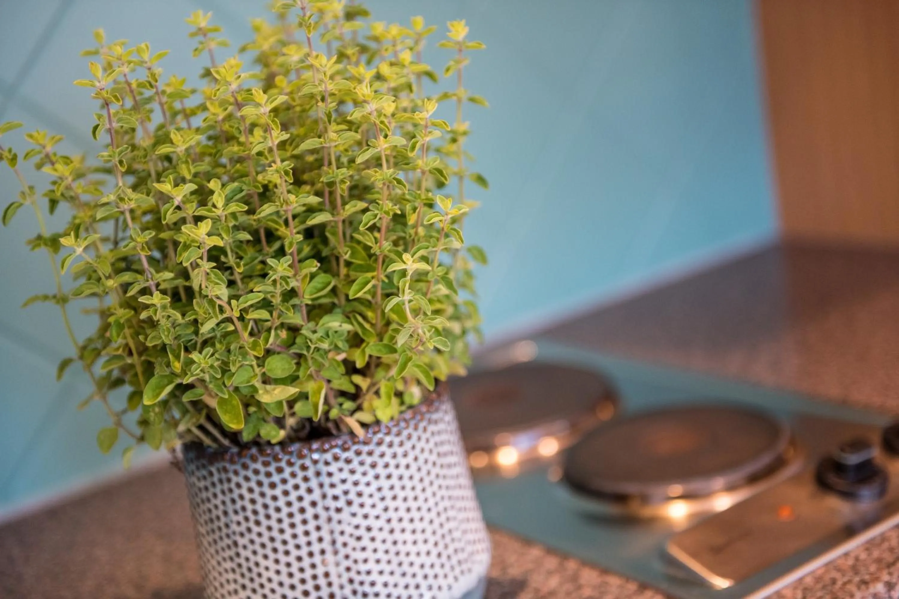 Kitchen or kitchenette in Die WUNDER s Ferienpension