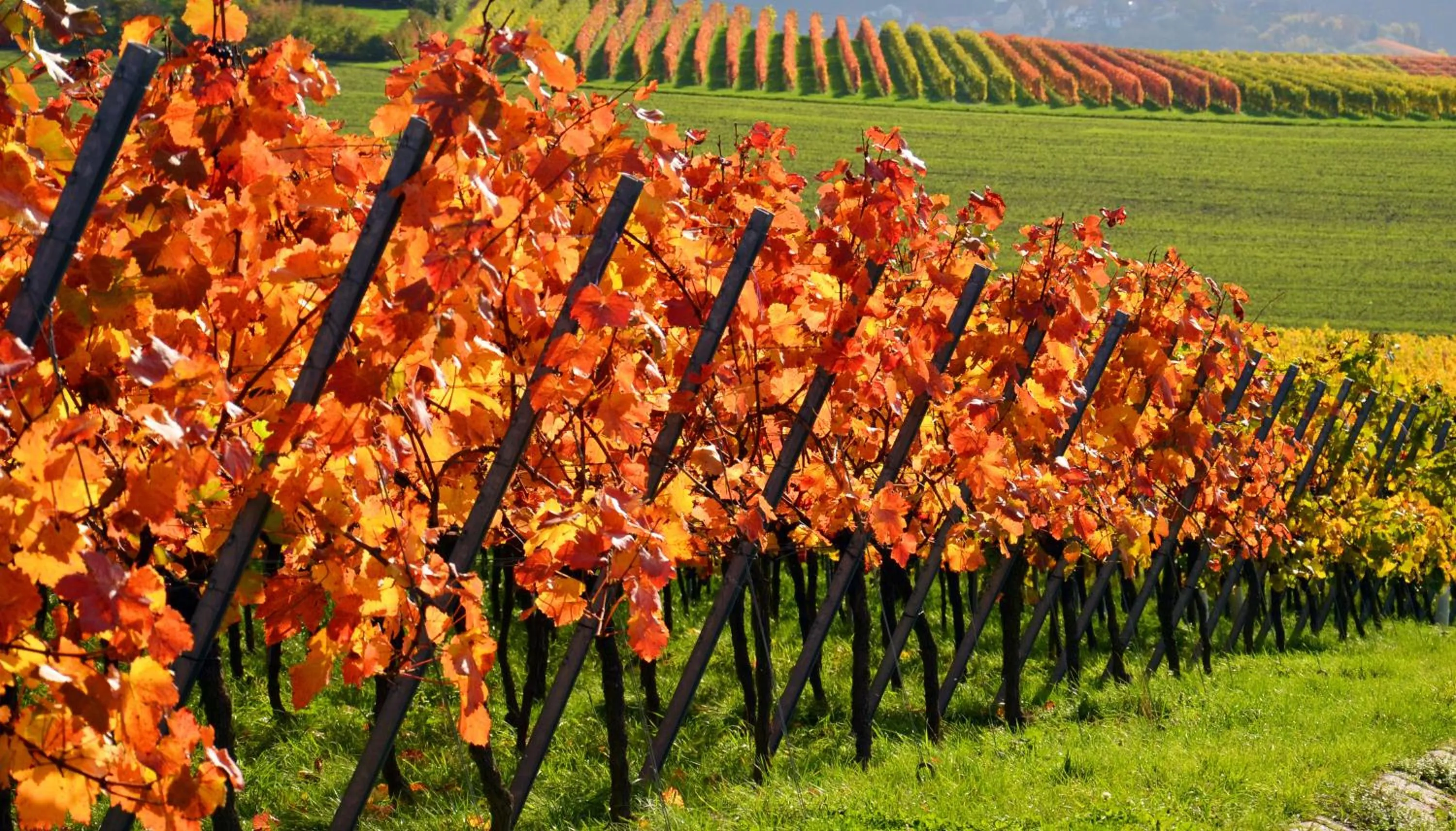 Area and facilities in Kreuz-Post Hotel-Restaurant-SPA