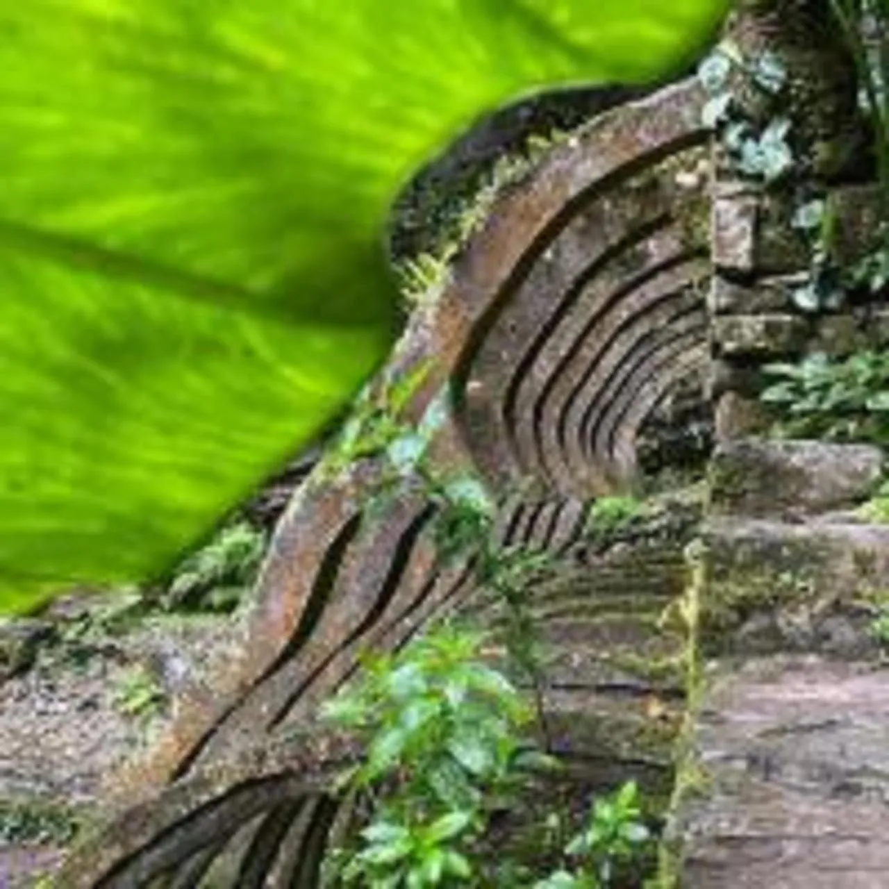 Other in Grann Posada Xilitla