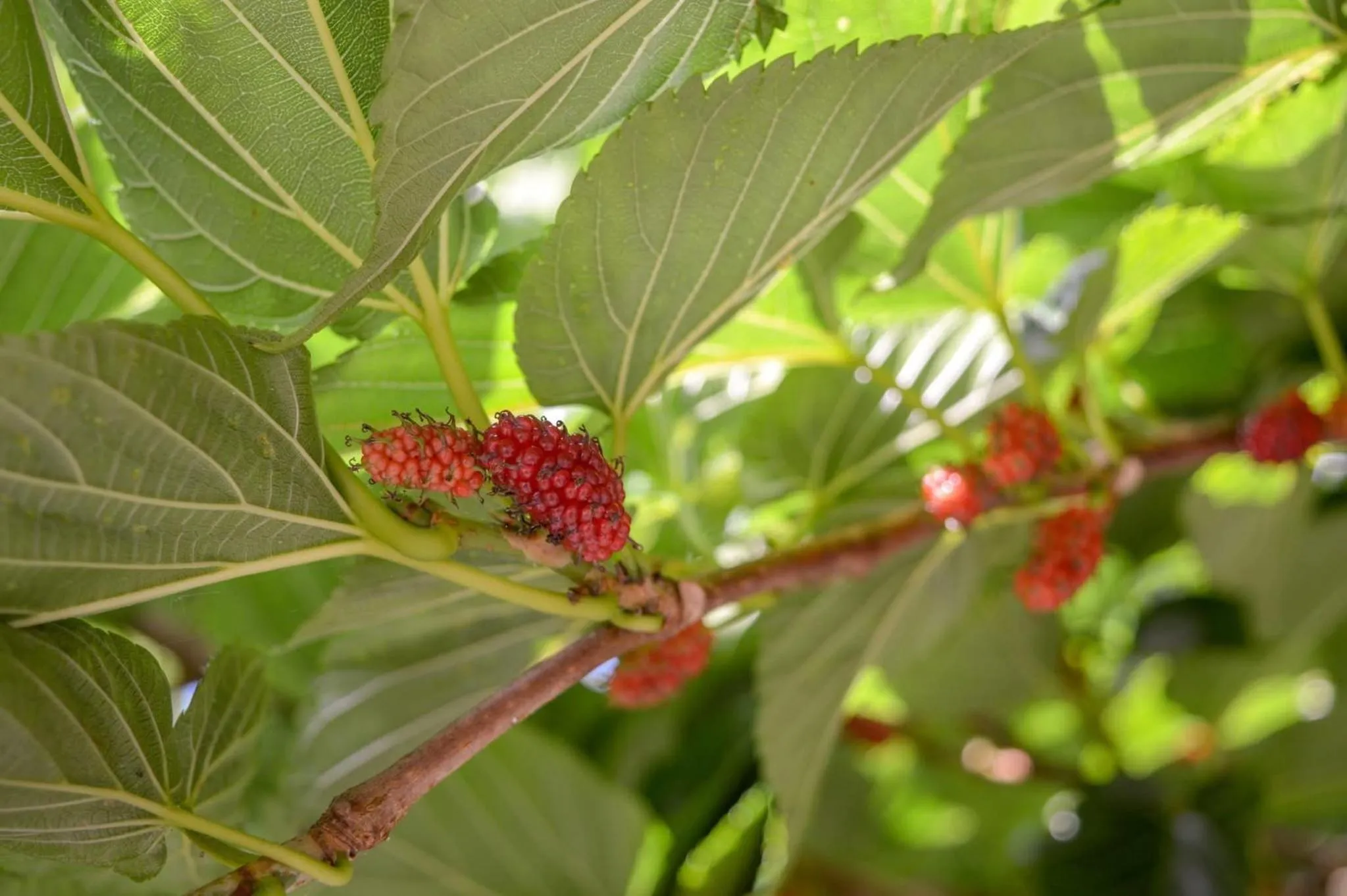 Garden in De Sfeerstal