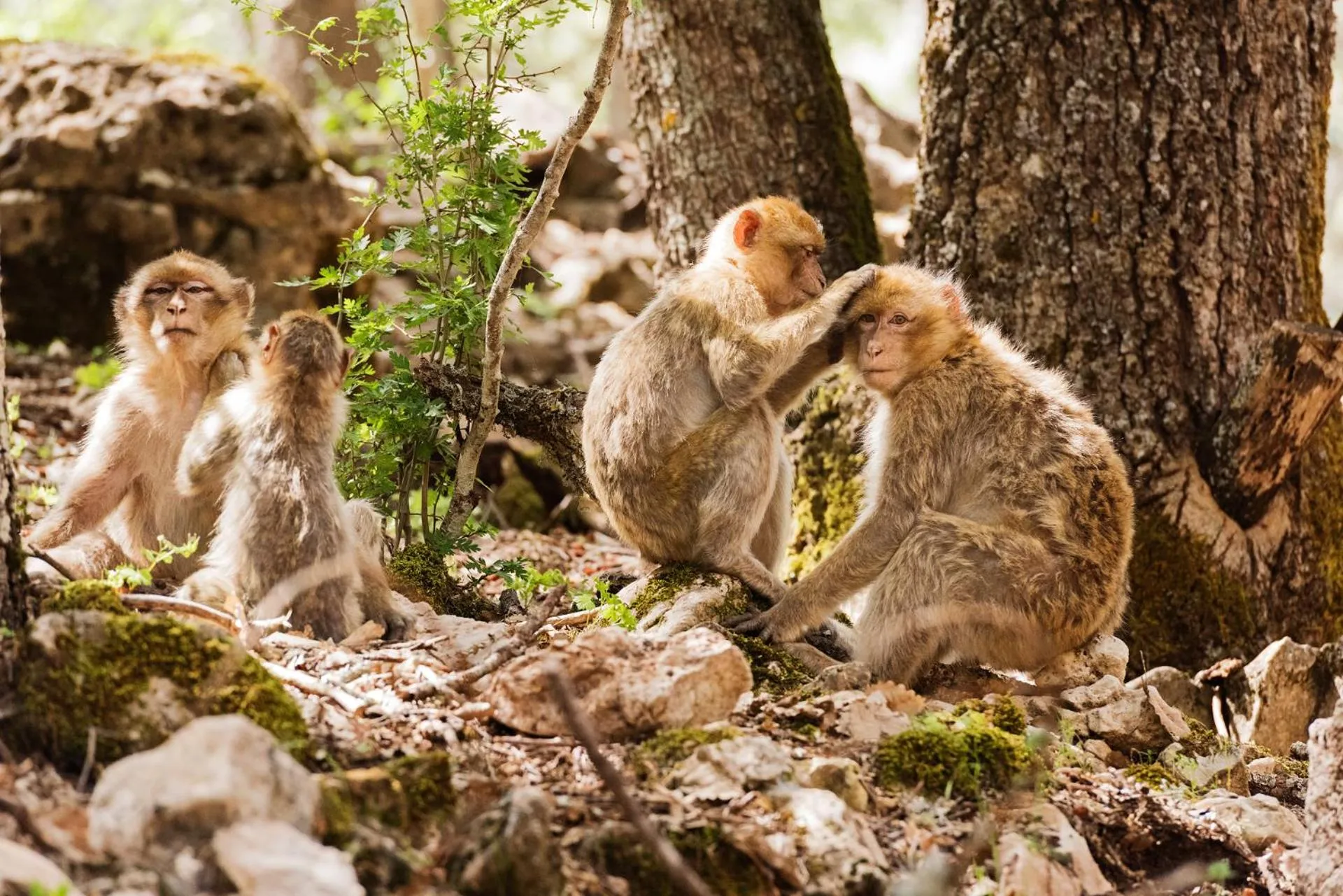 Off site in Michlifen Resort & Golf