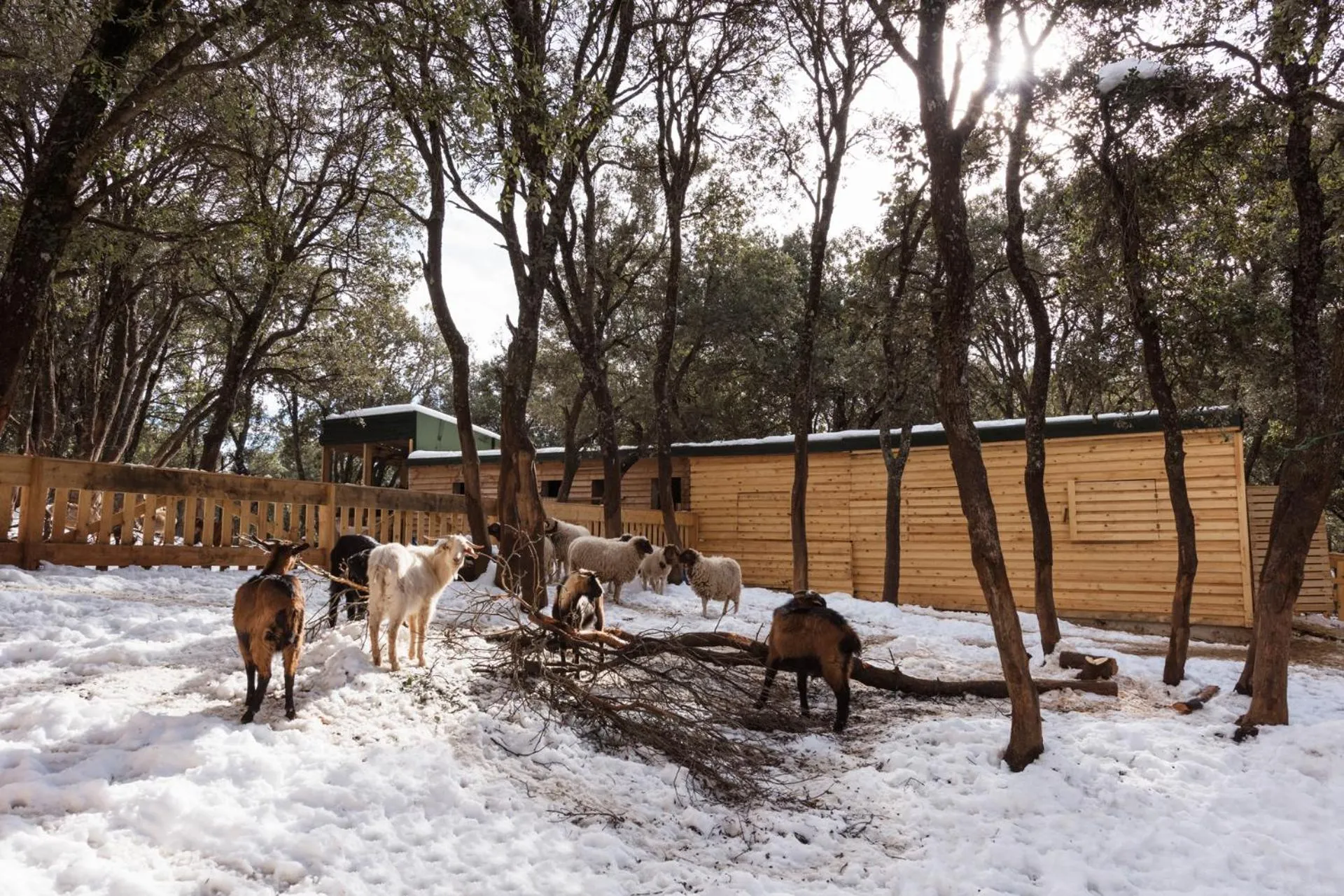 Animals in Michlifen Resort & Golf