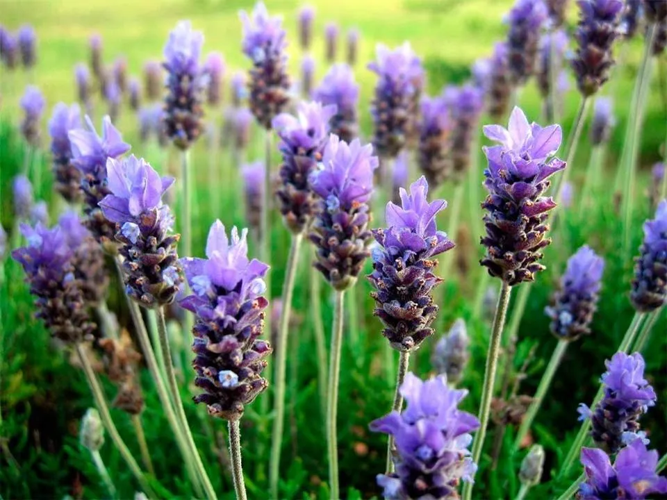Garden in HTL La Malinka