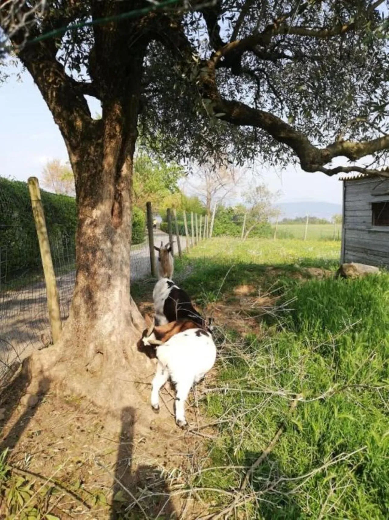 Natural landscape in Dolce Lago B&B