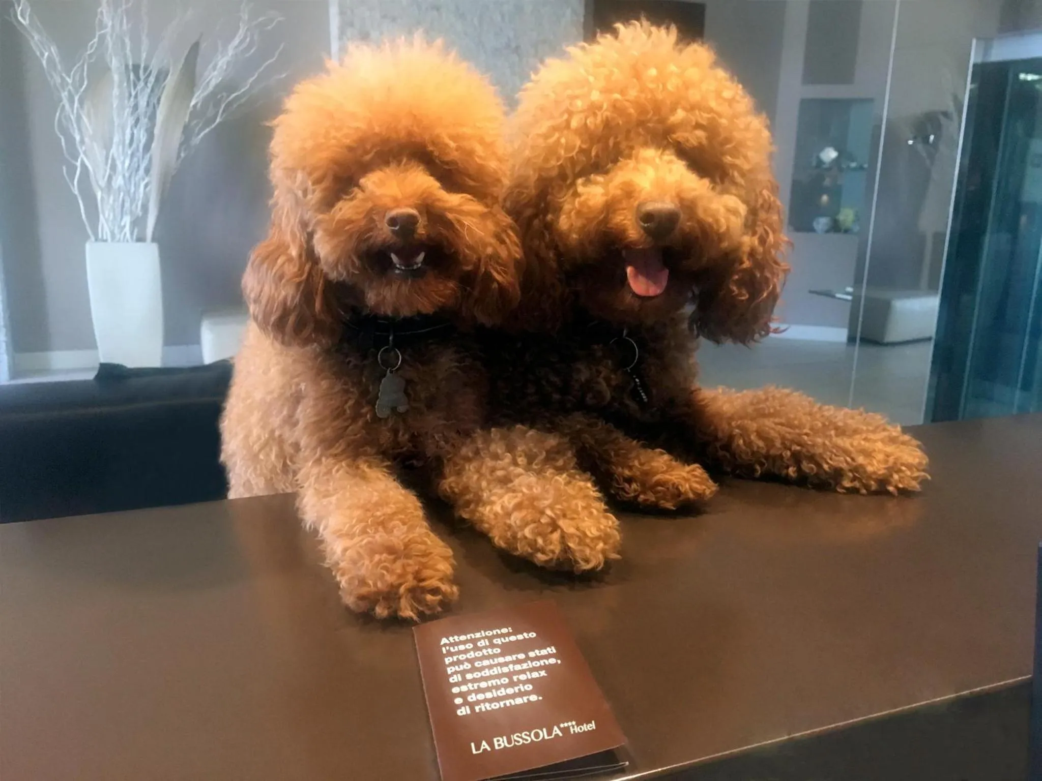 Lobby or reception in Hotel La Bussola