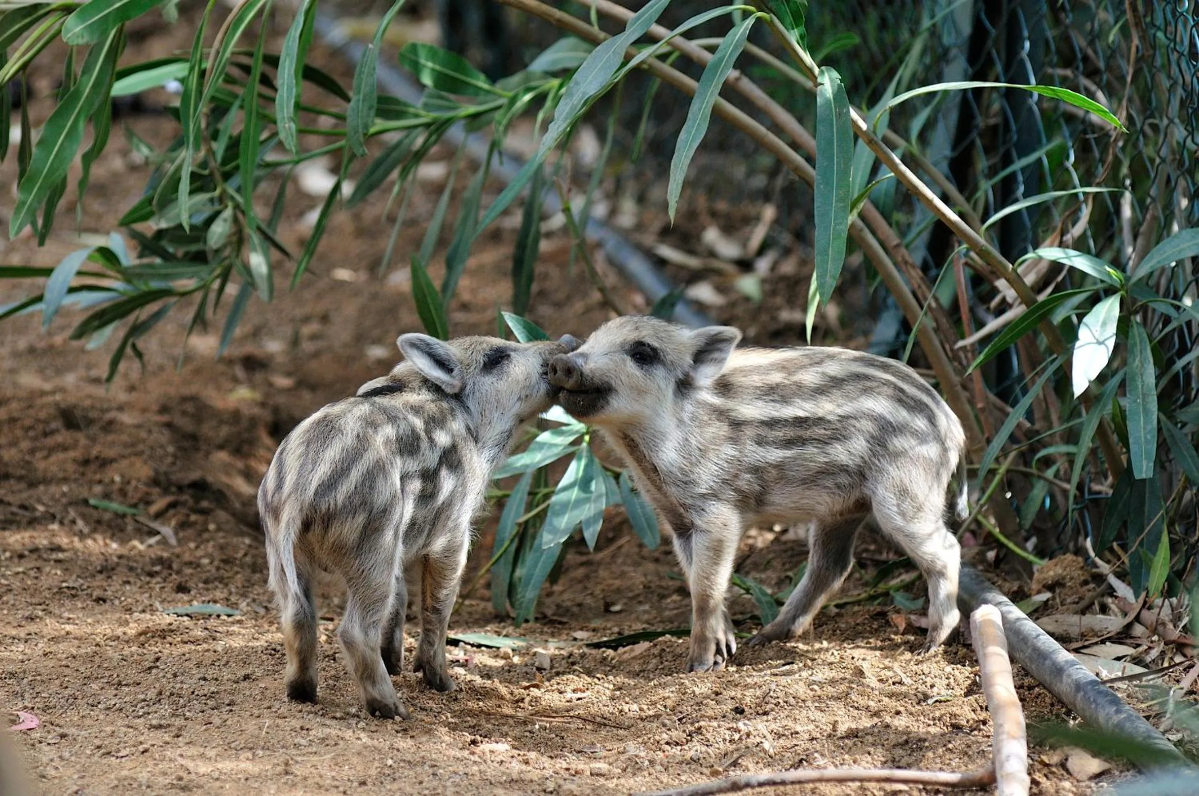 Garden in Arbatax Park Resort - Cottage