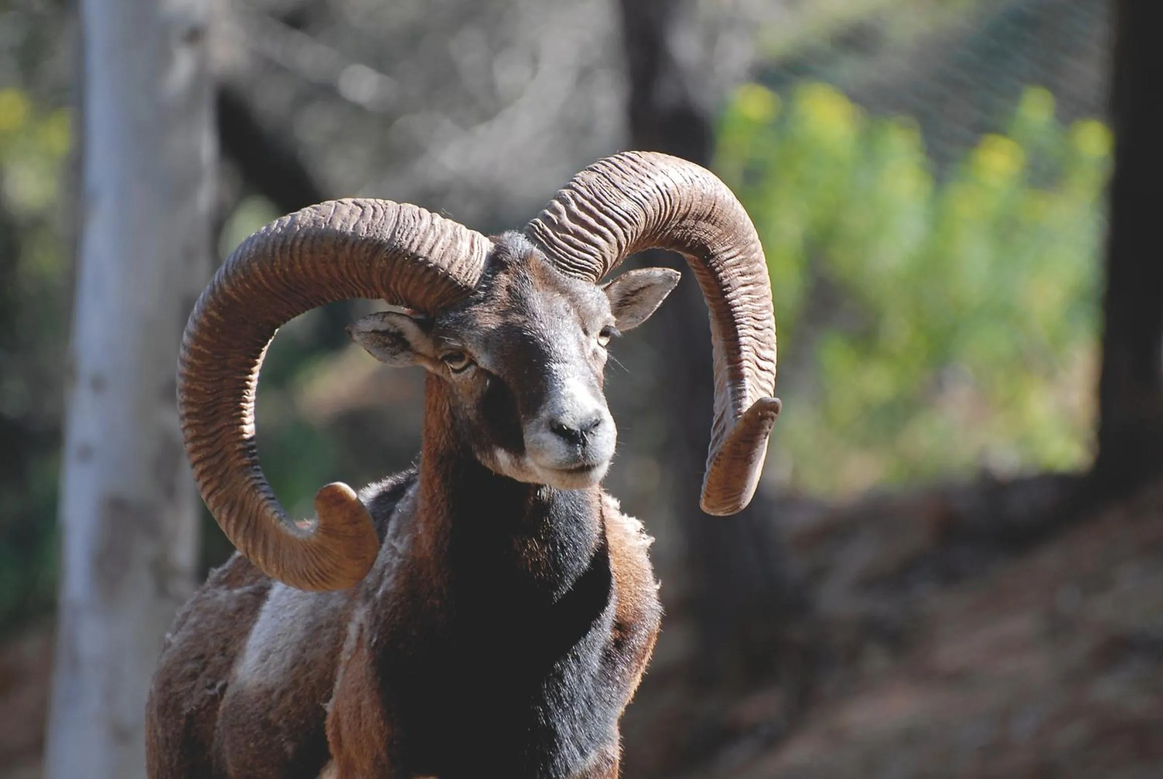 Garden in Arbatax Park Resort - Cottage