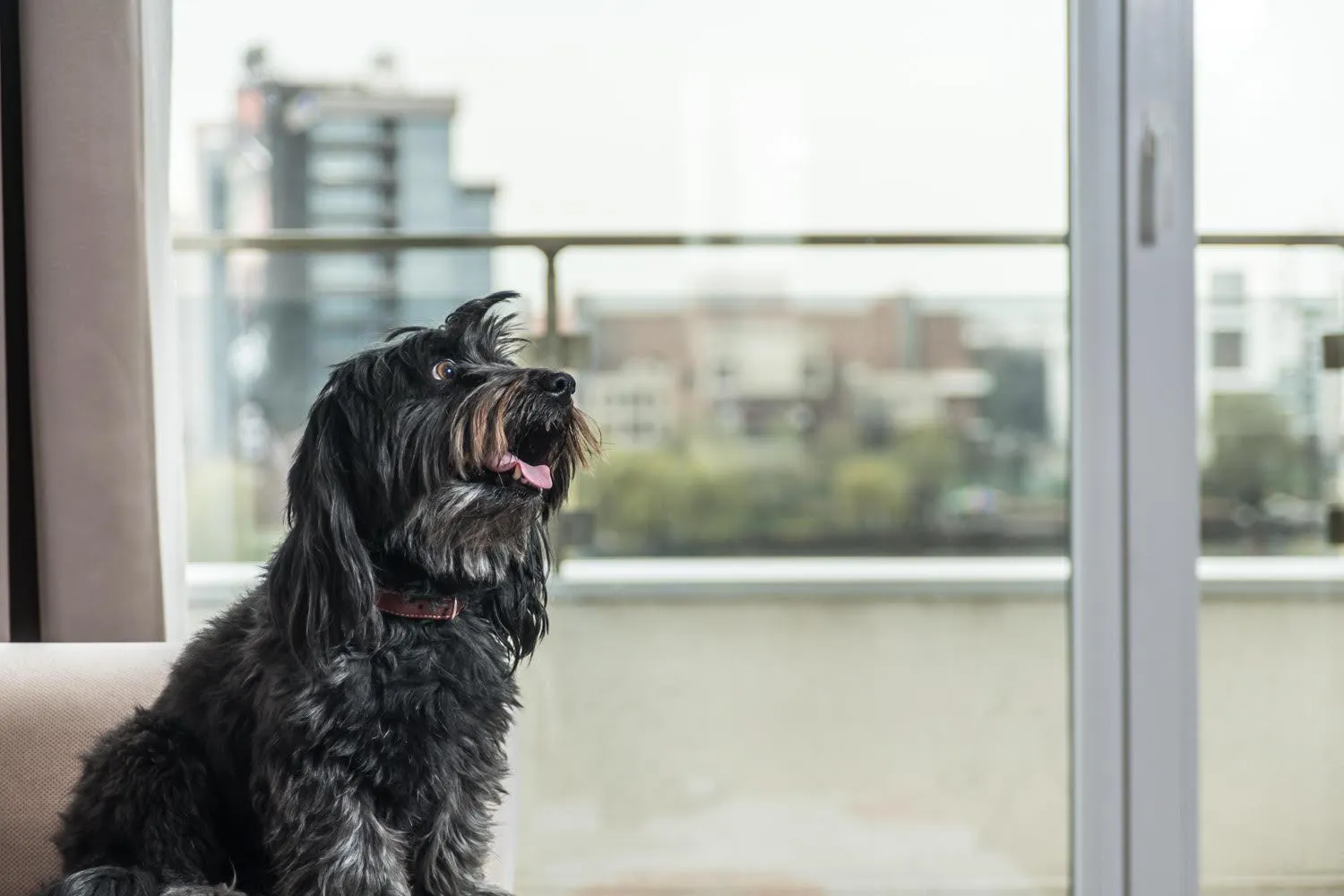 Pets in Residence iL Lago