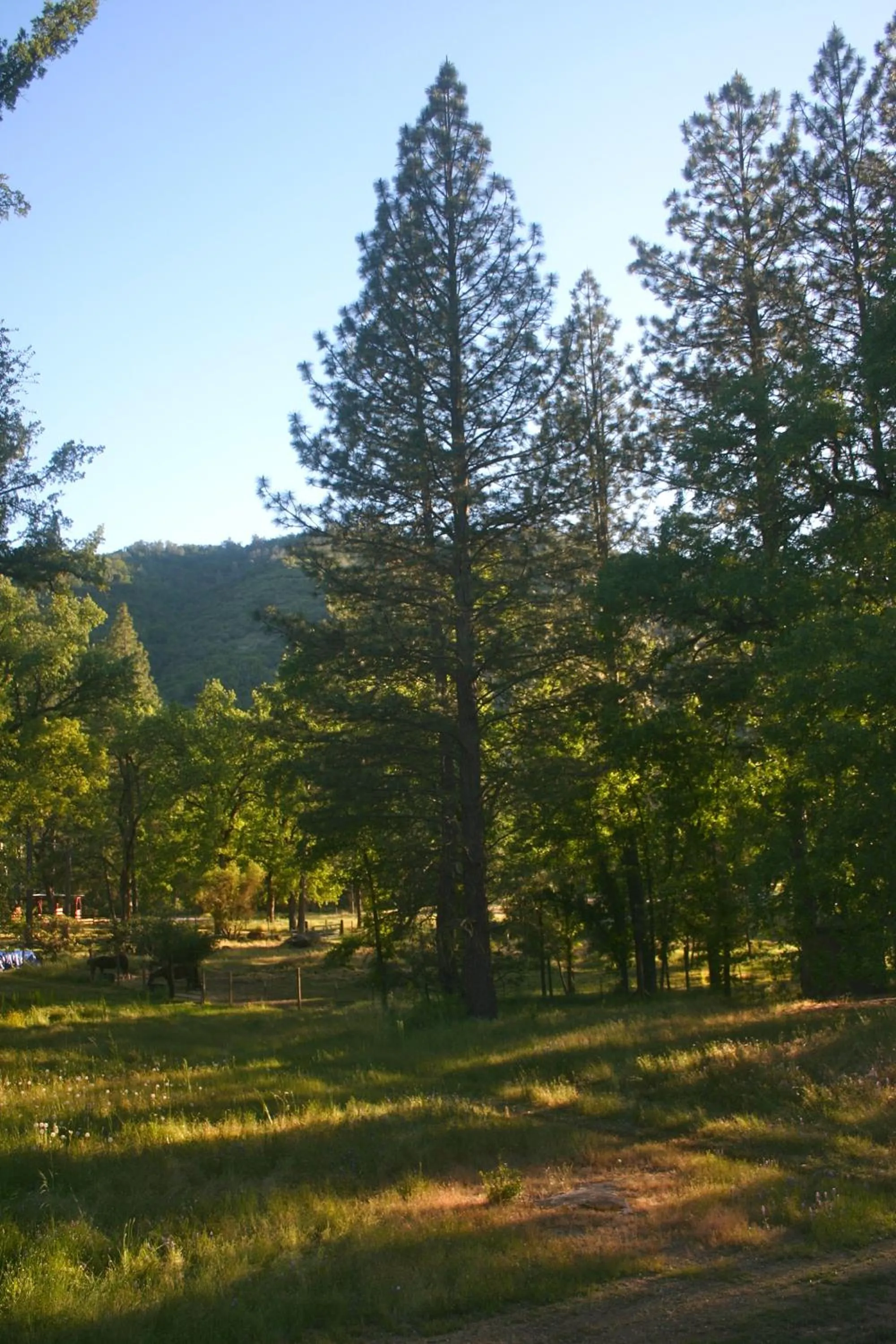 Garden view in Little Red Caboose