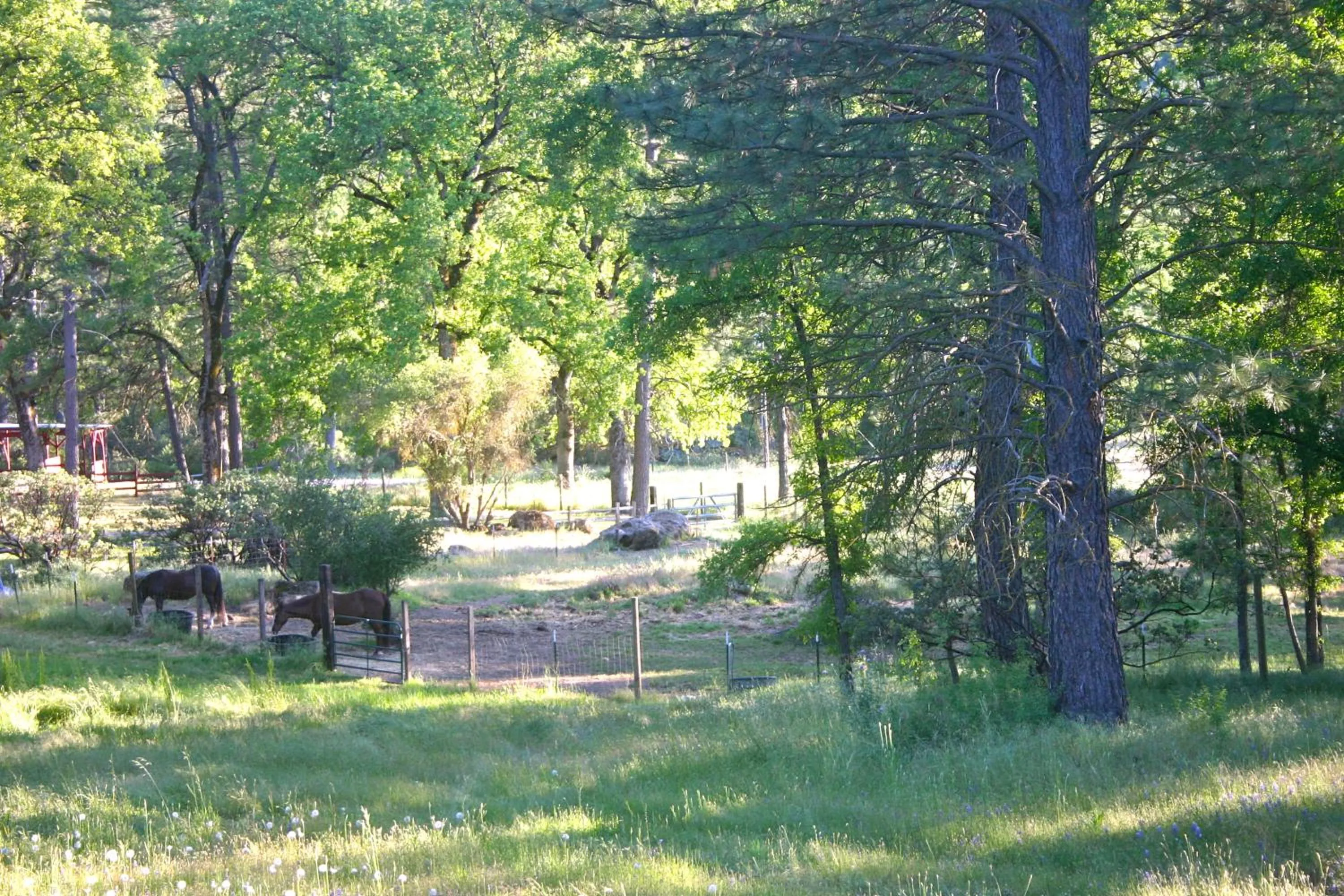 Garden view in Little Red Caboose