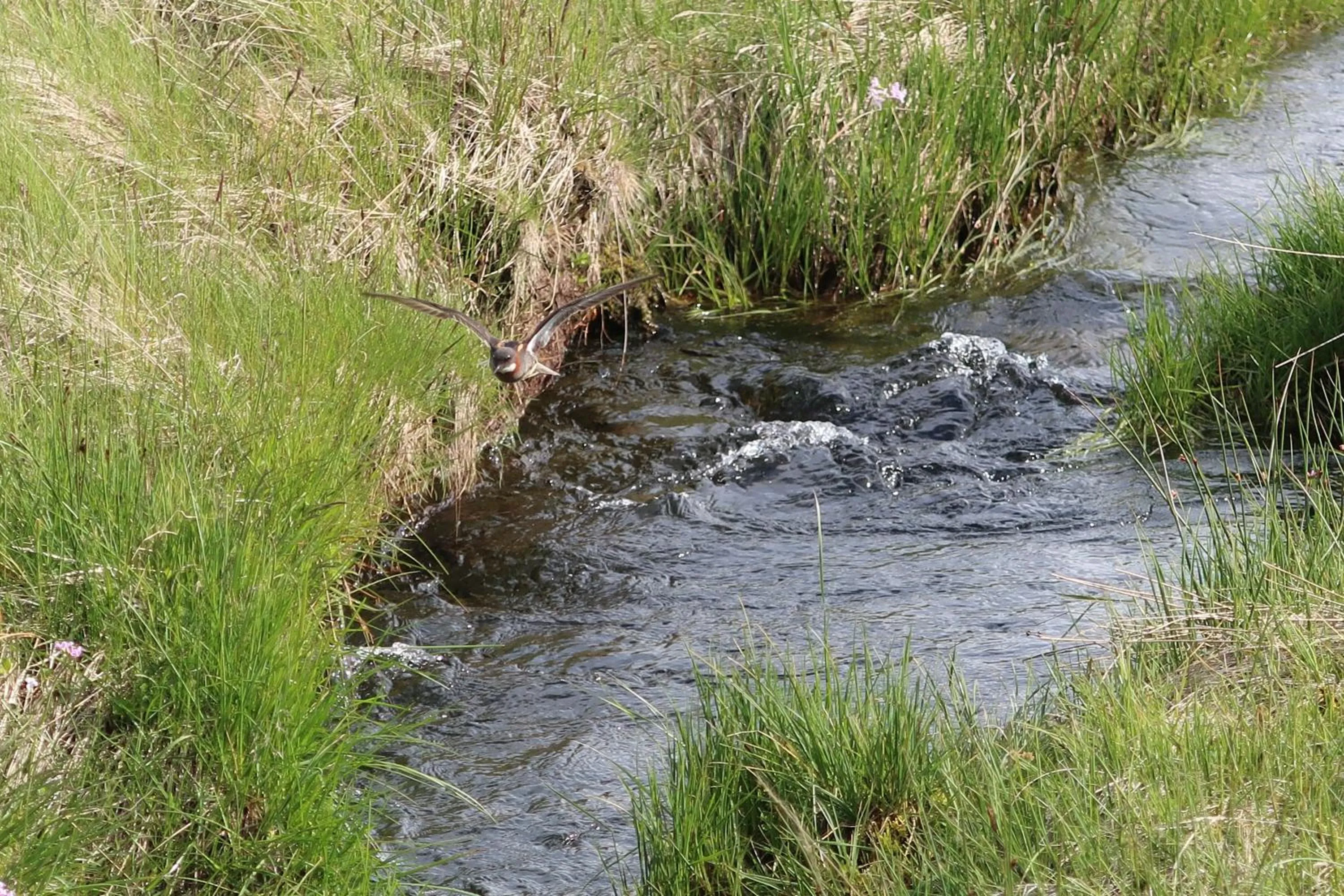 Summer in Hvoll Hostel