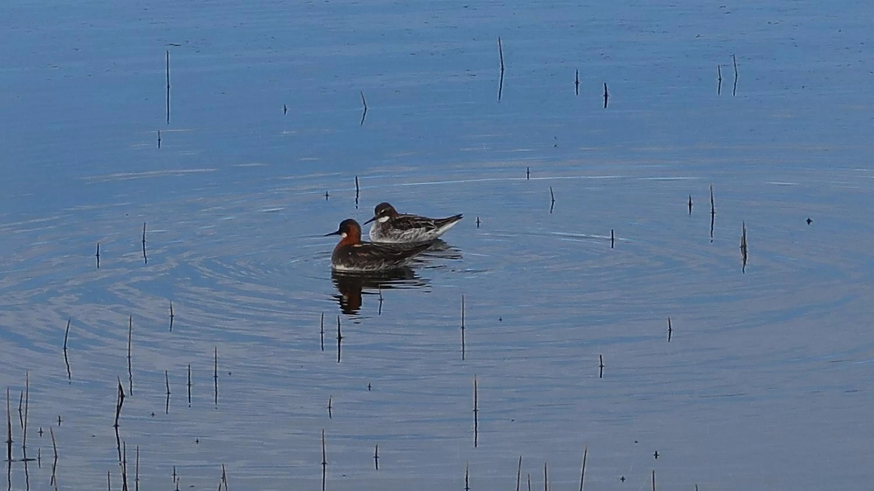 Summer in Hvoll Hostel