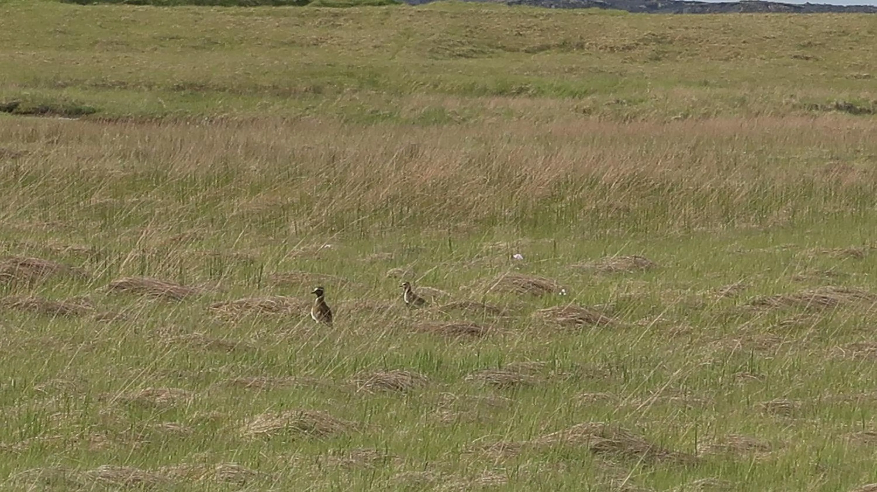 Summer in Hvoll Hostel