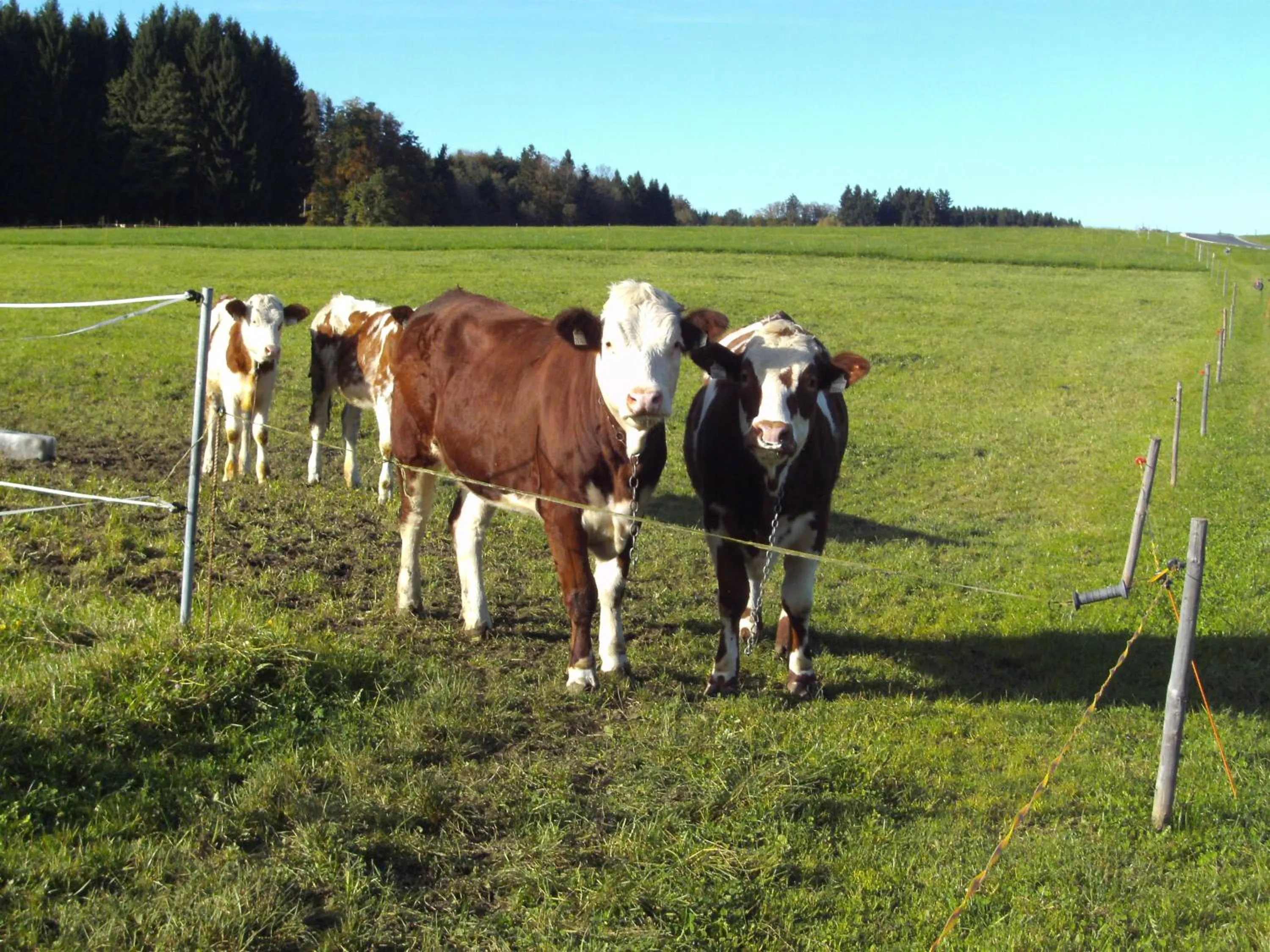 Animals in Stroblbauernhof