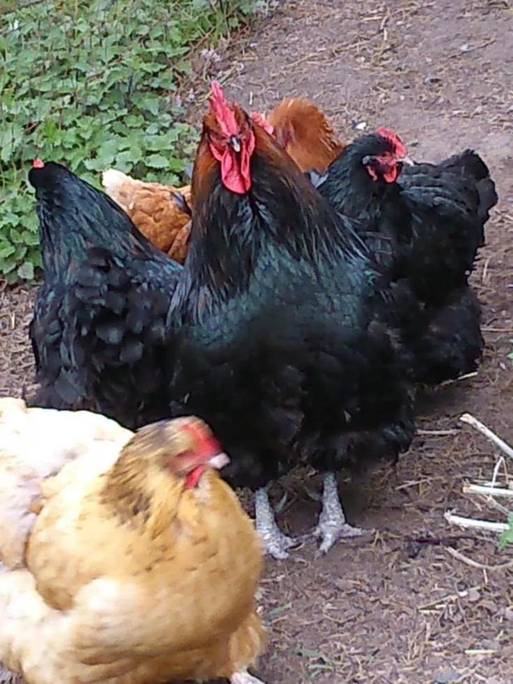 Pets in Clumber Lane End Farm
