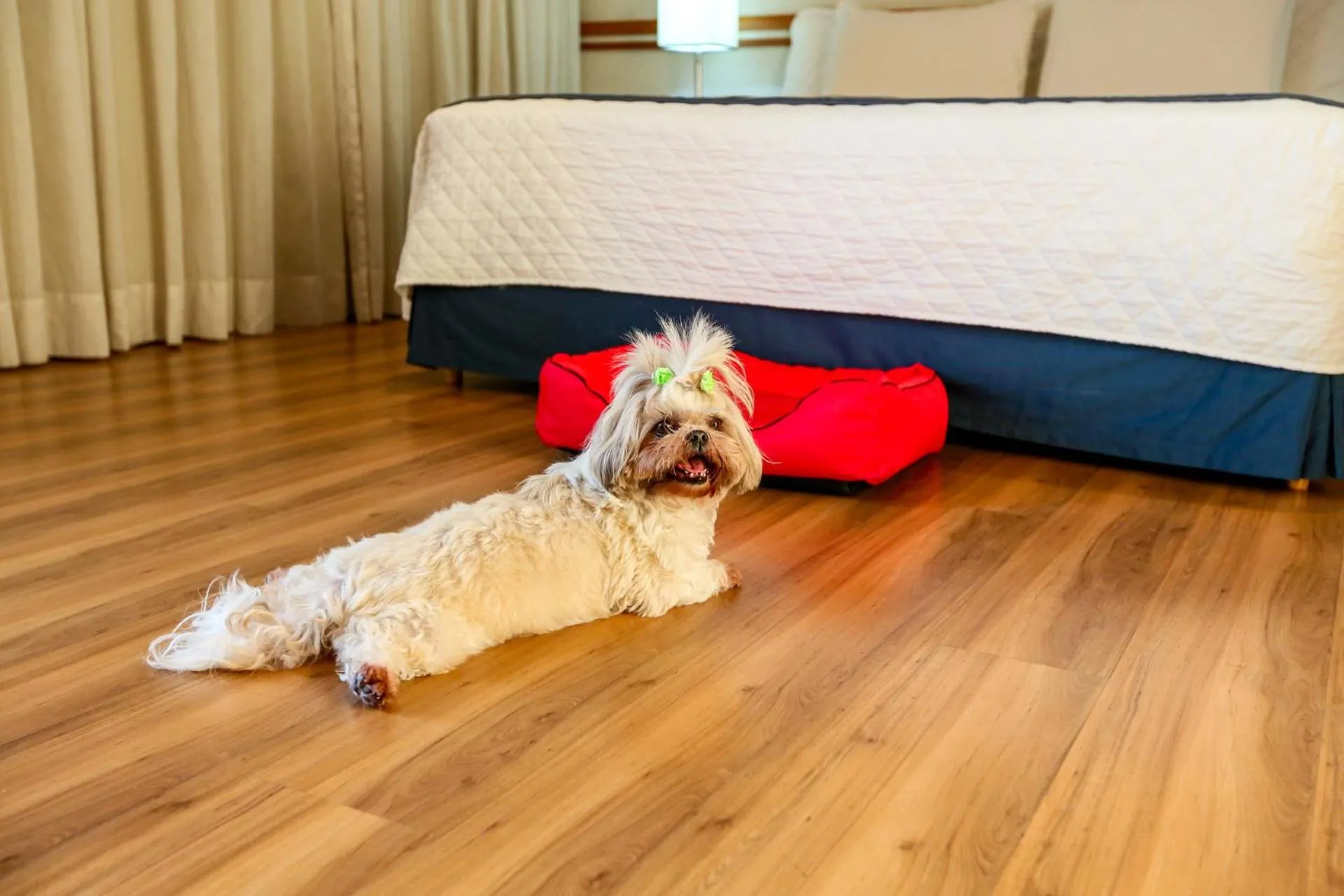 Pets in eSuites Sorocaba by Atlantica