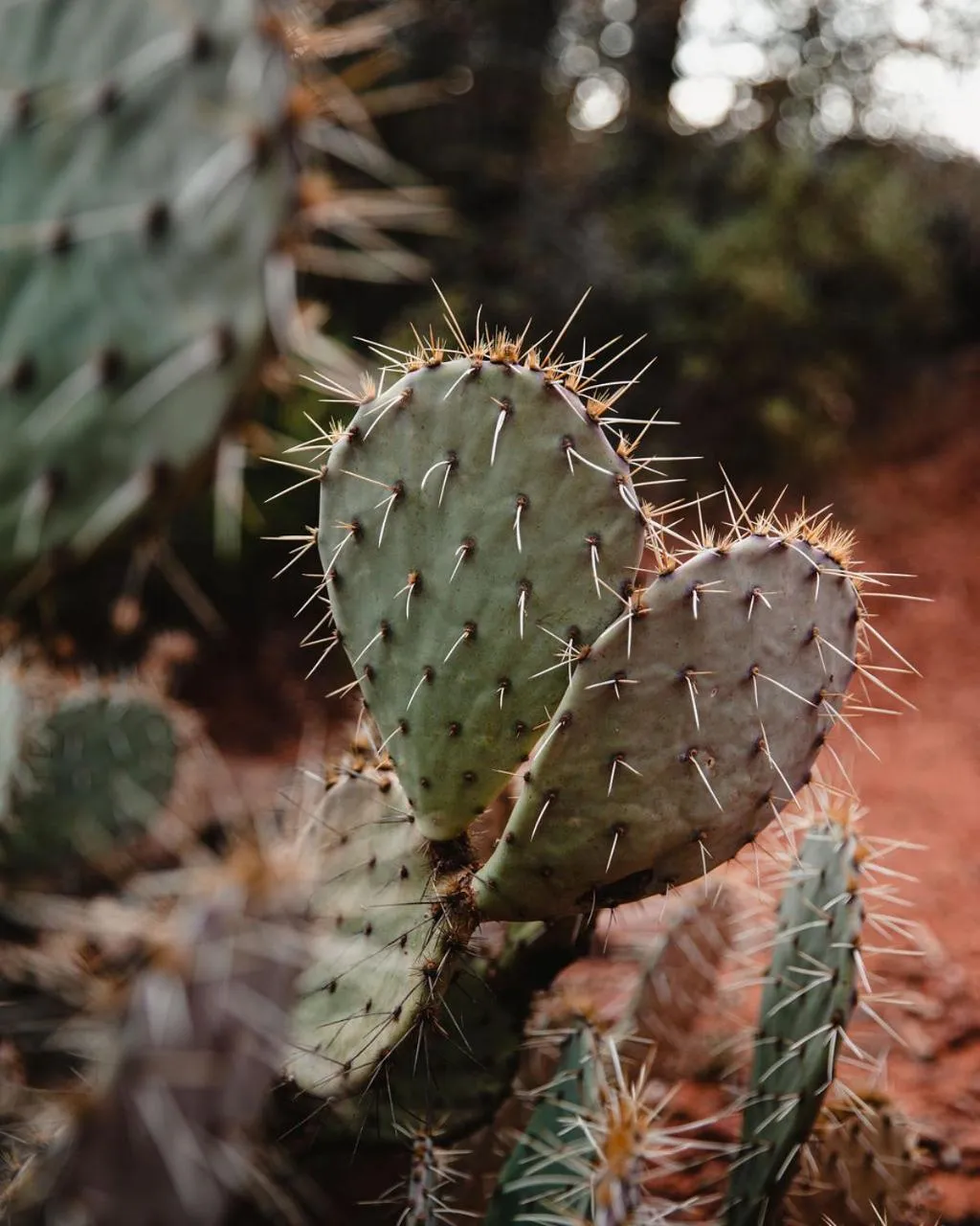 Natural landscape in Historic Star Motel