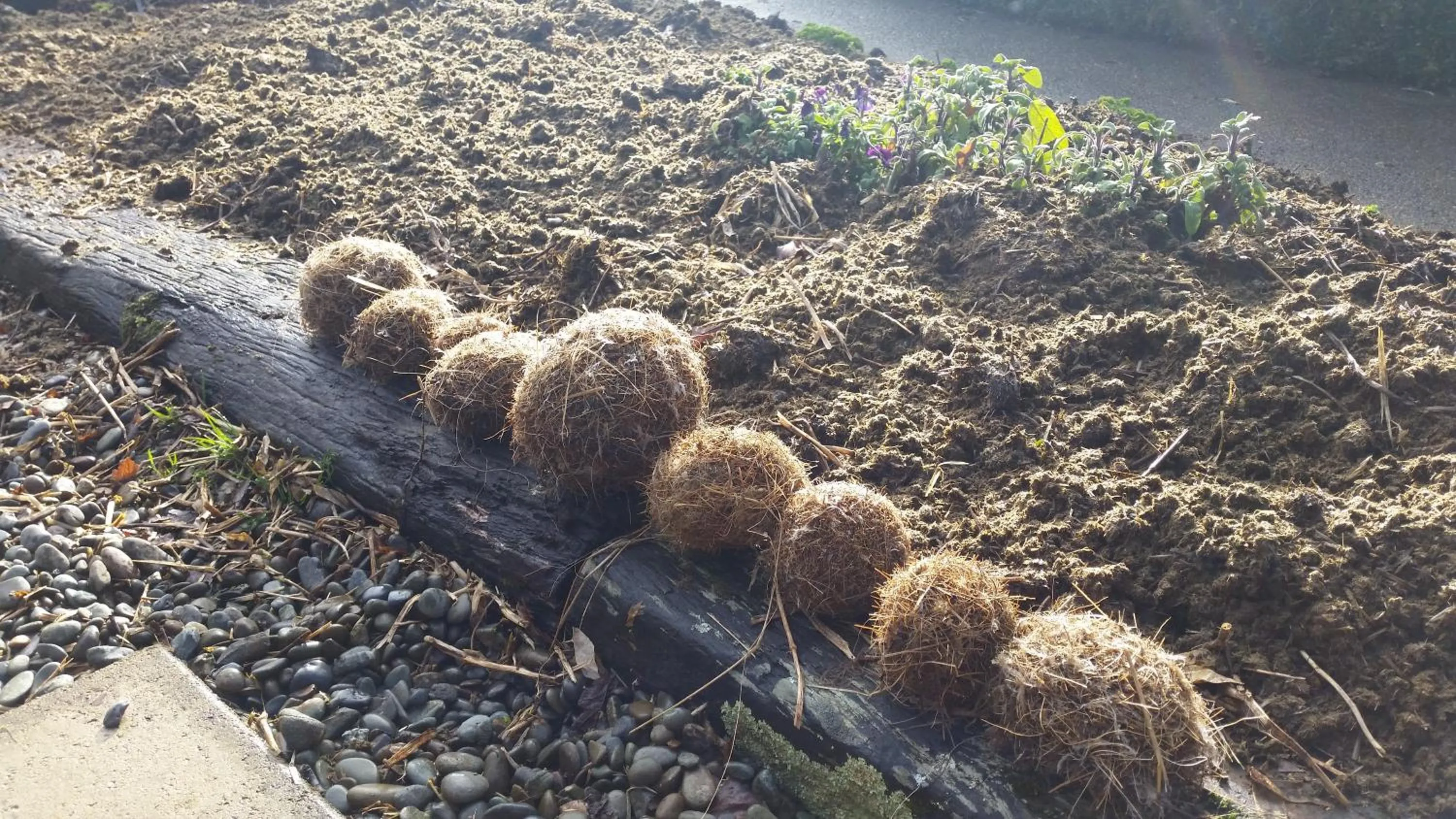 Garden in Whiteacres