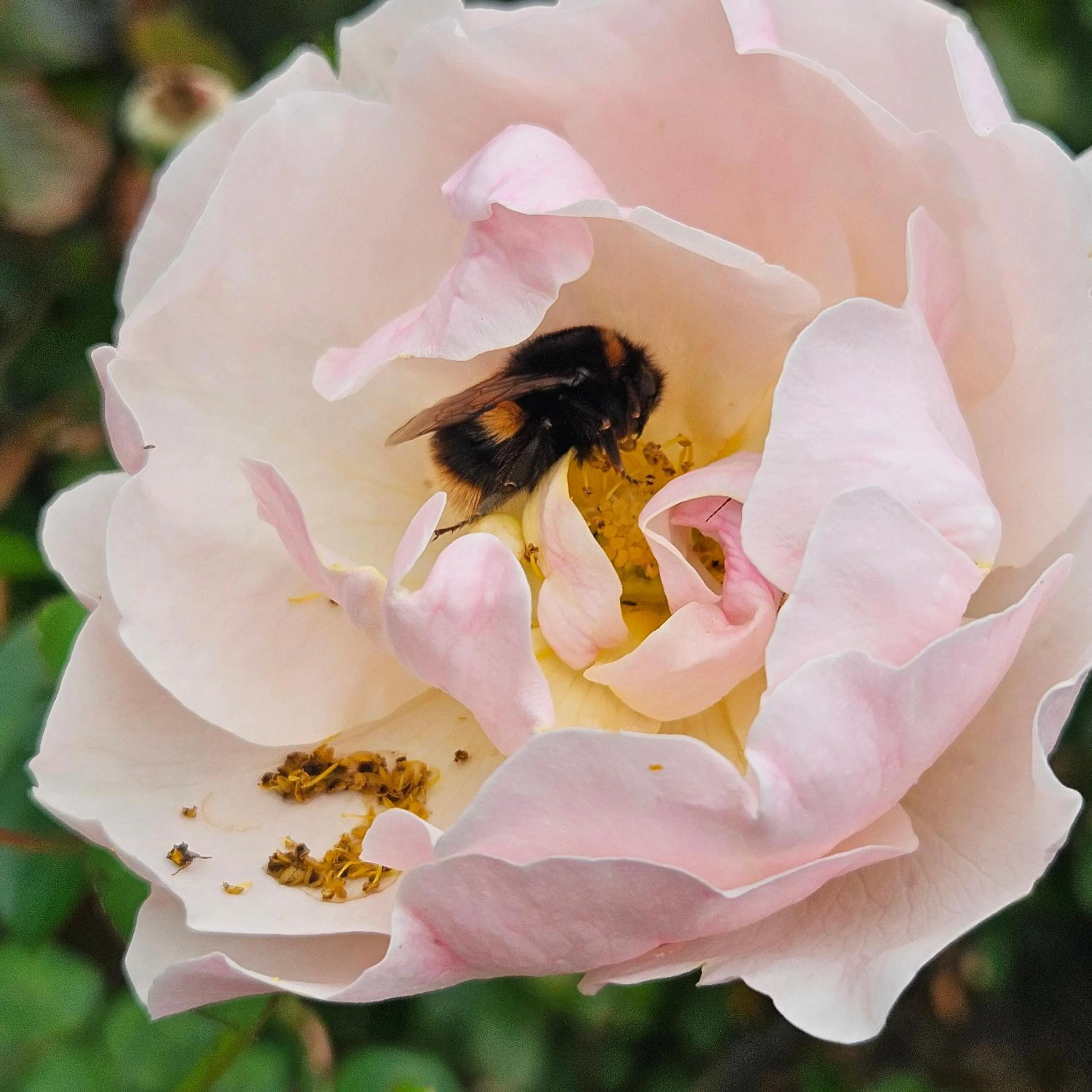 Spring in Whiteacres