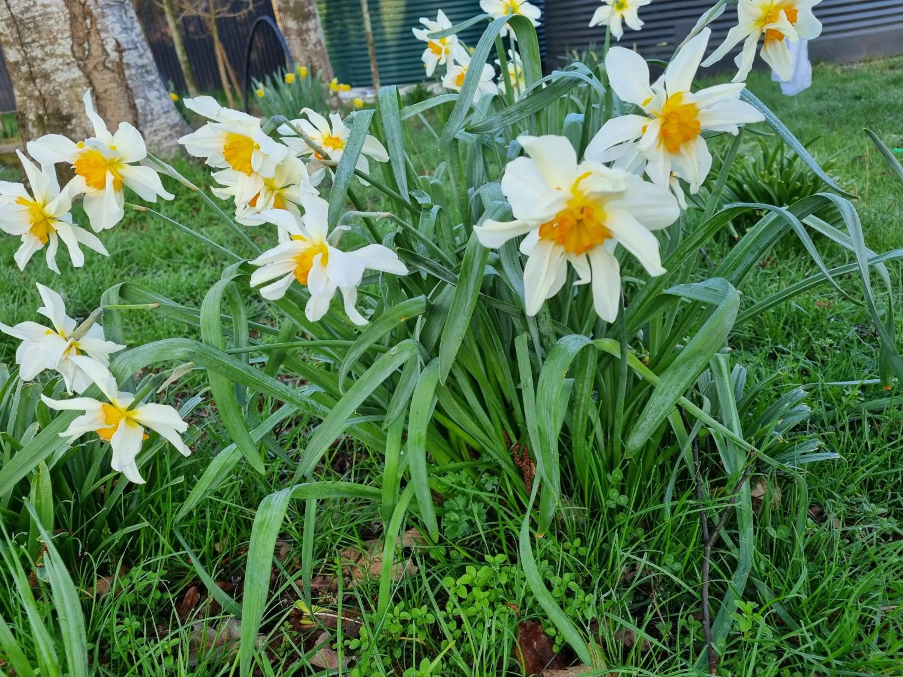 Spring in Whiteacres