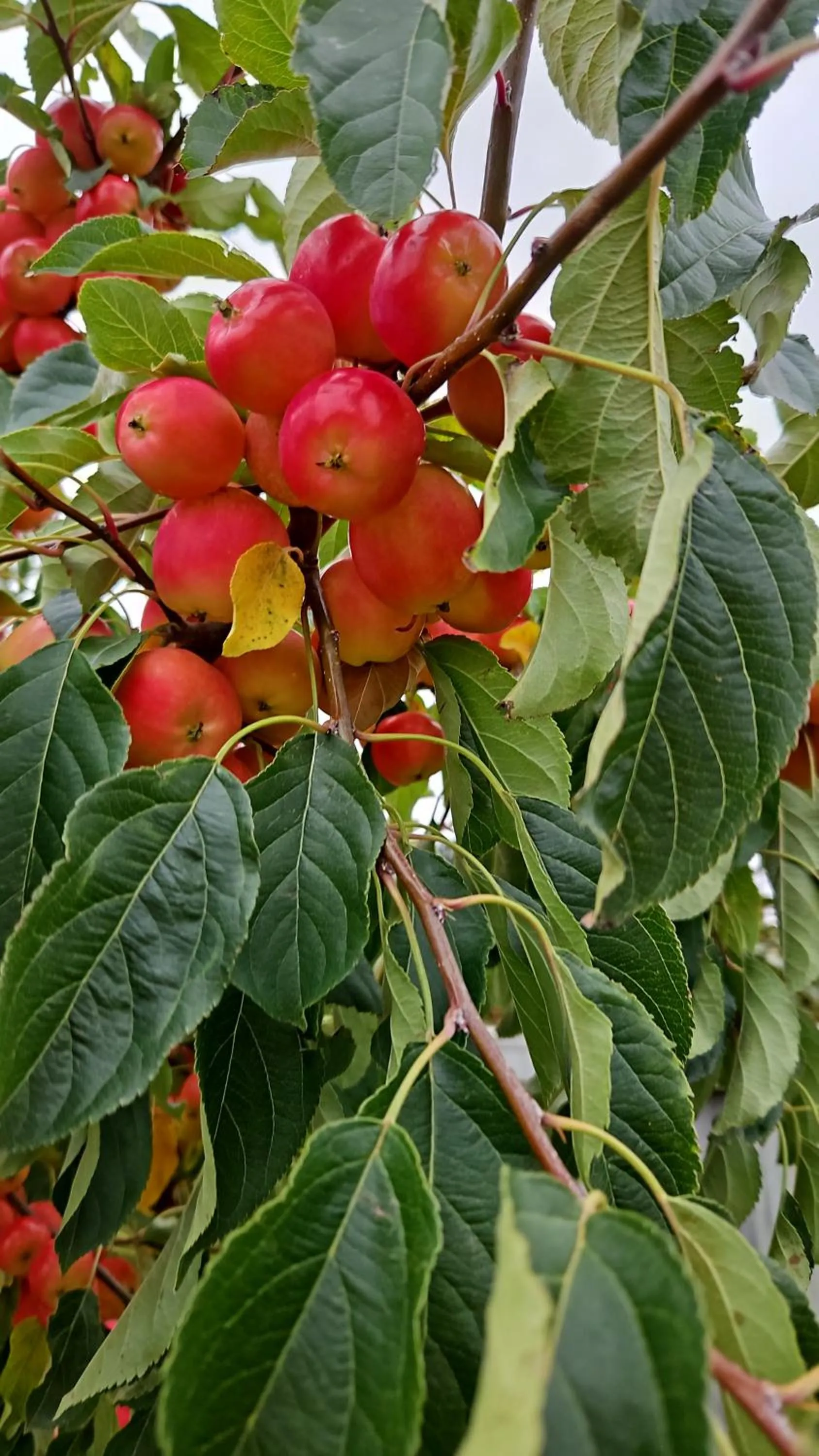 Garden view in Whiteacres