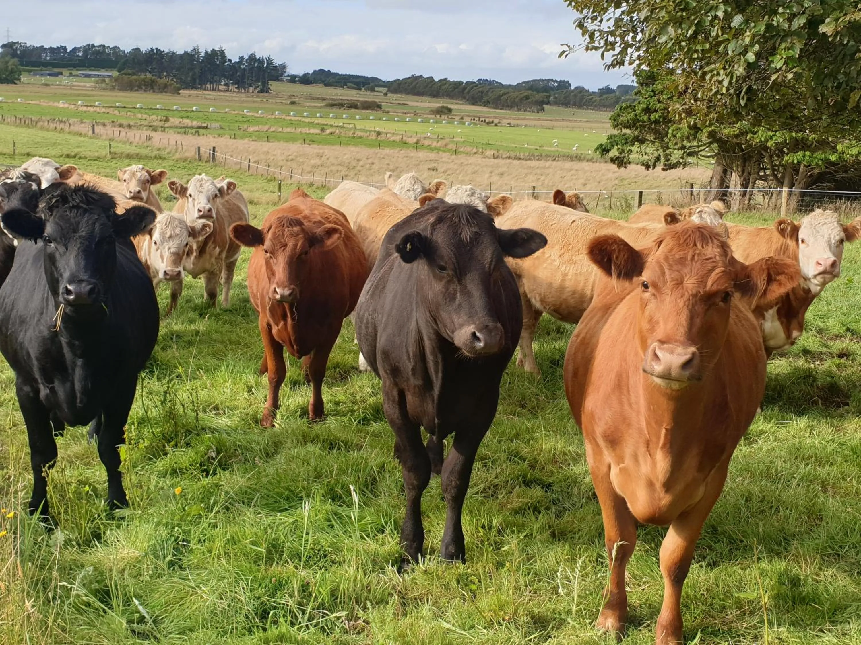 Animals in Whiteacres