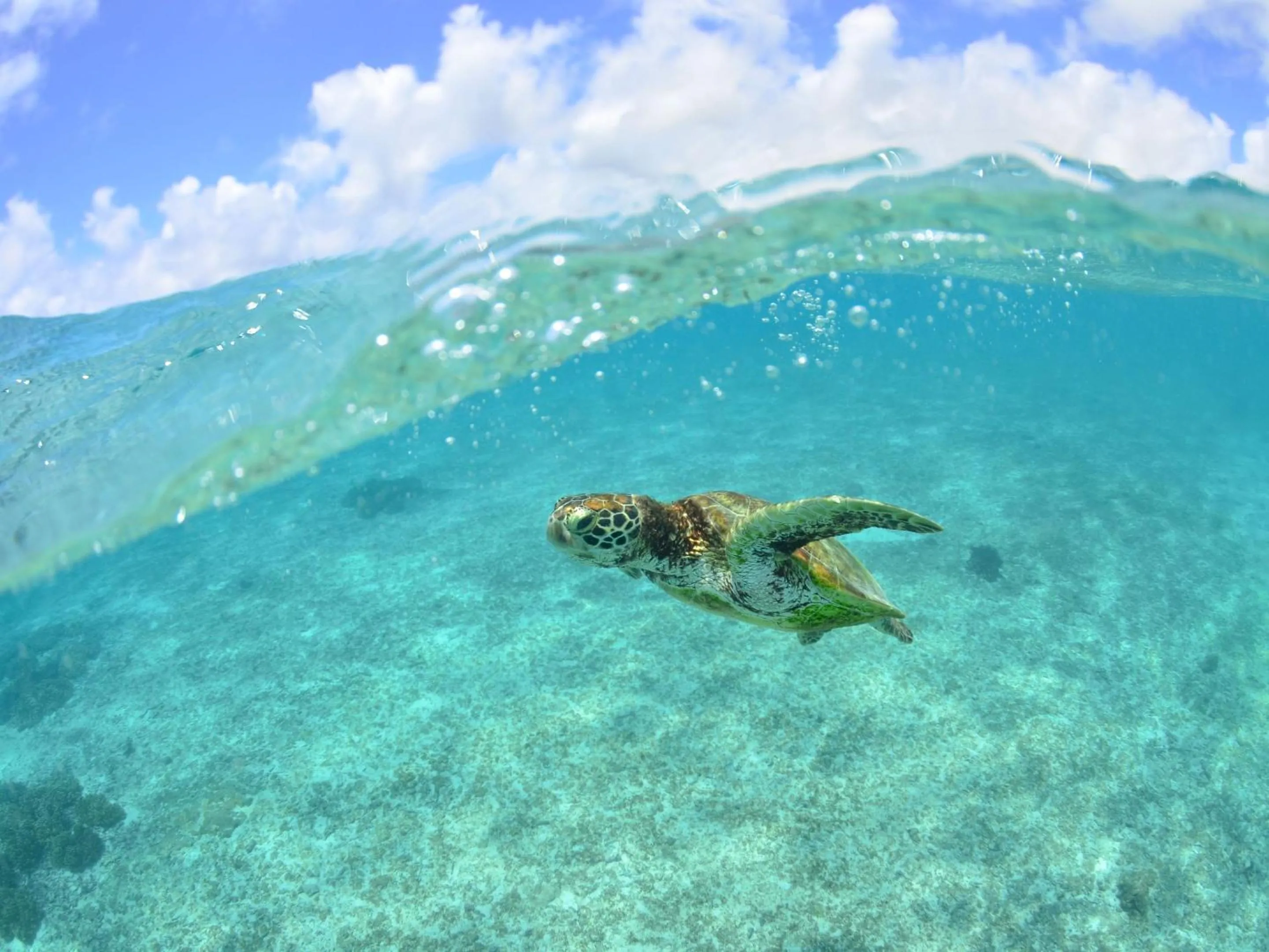 Beach in Hot Cross Point Santa Monica