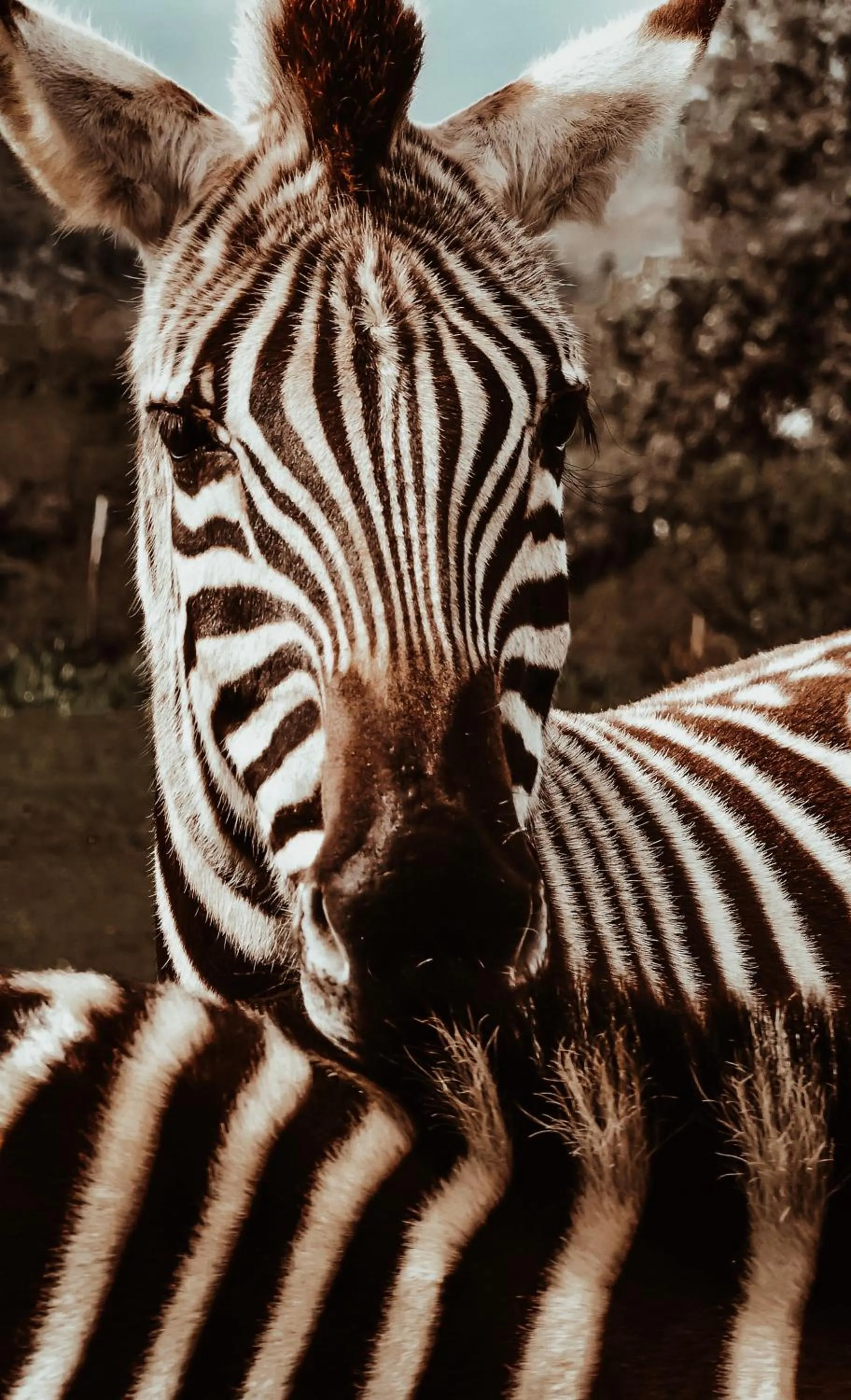 Animals in Stanley Island
