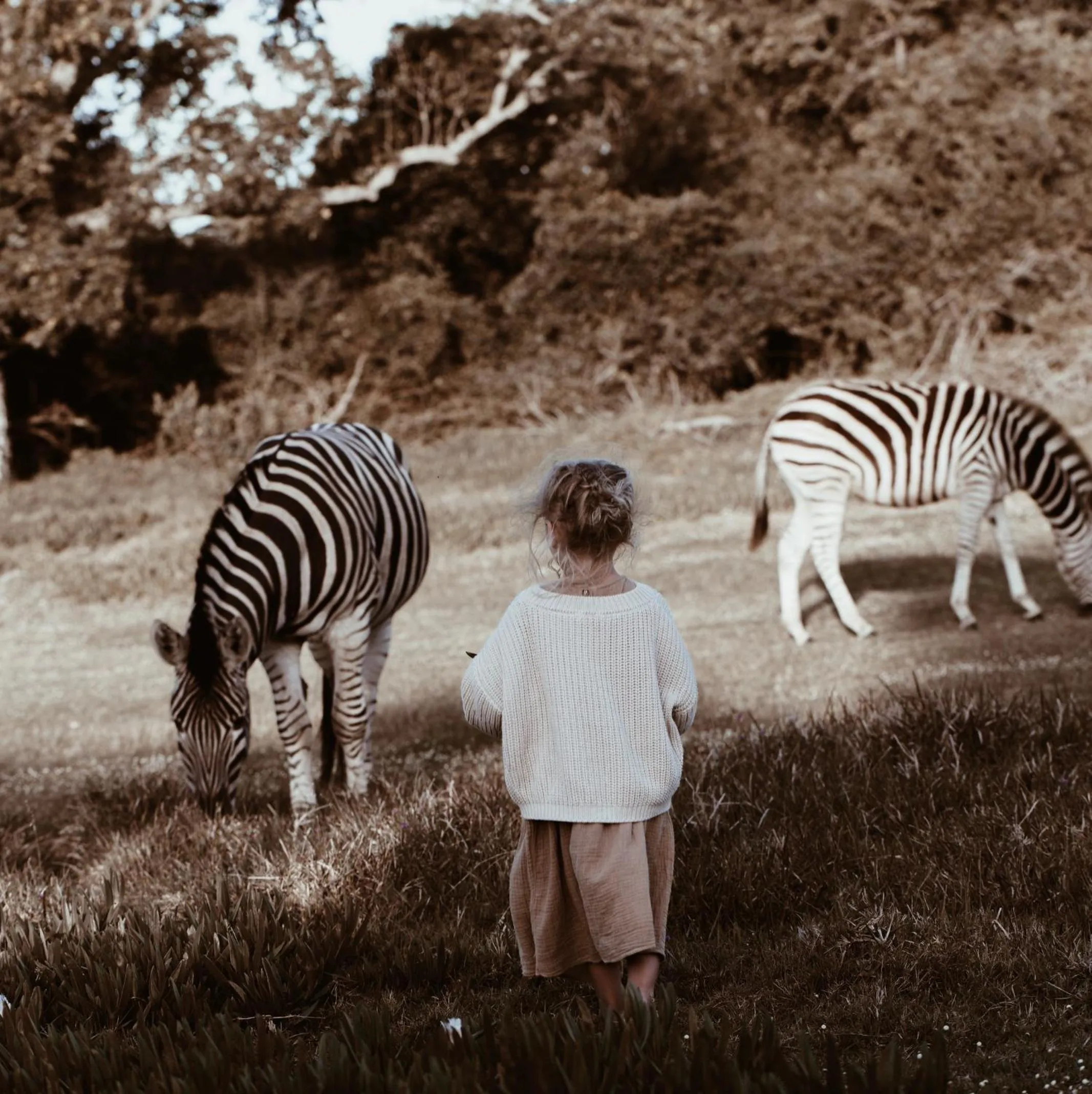 Animals in Stanley Island