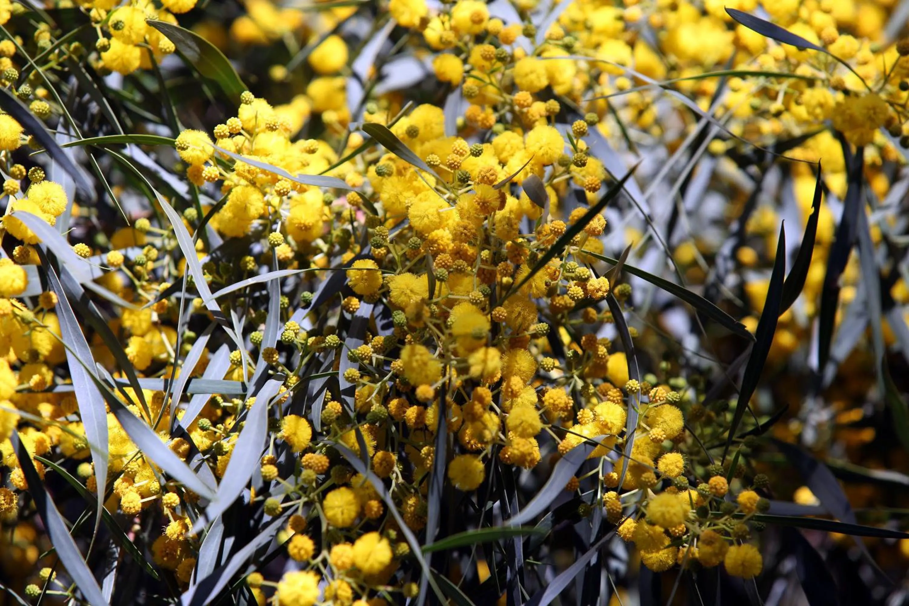 Garden in Domaine de l'Arganeraie