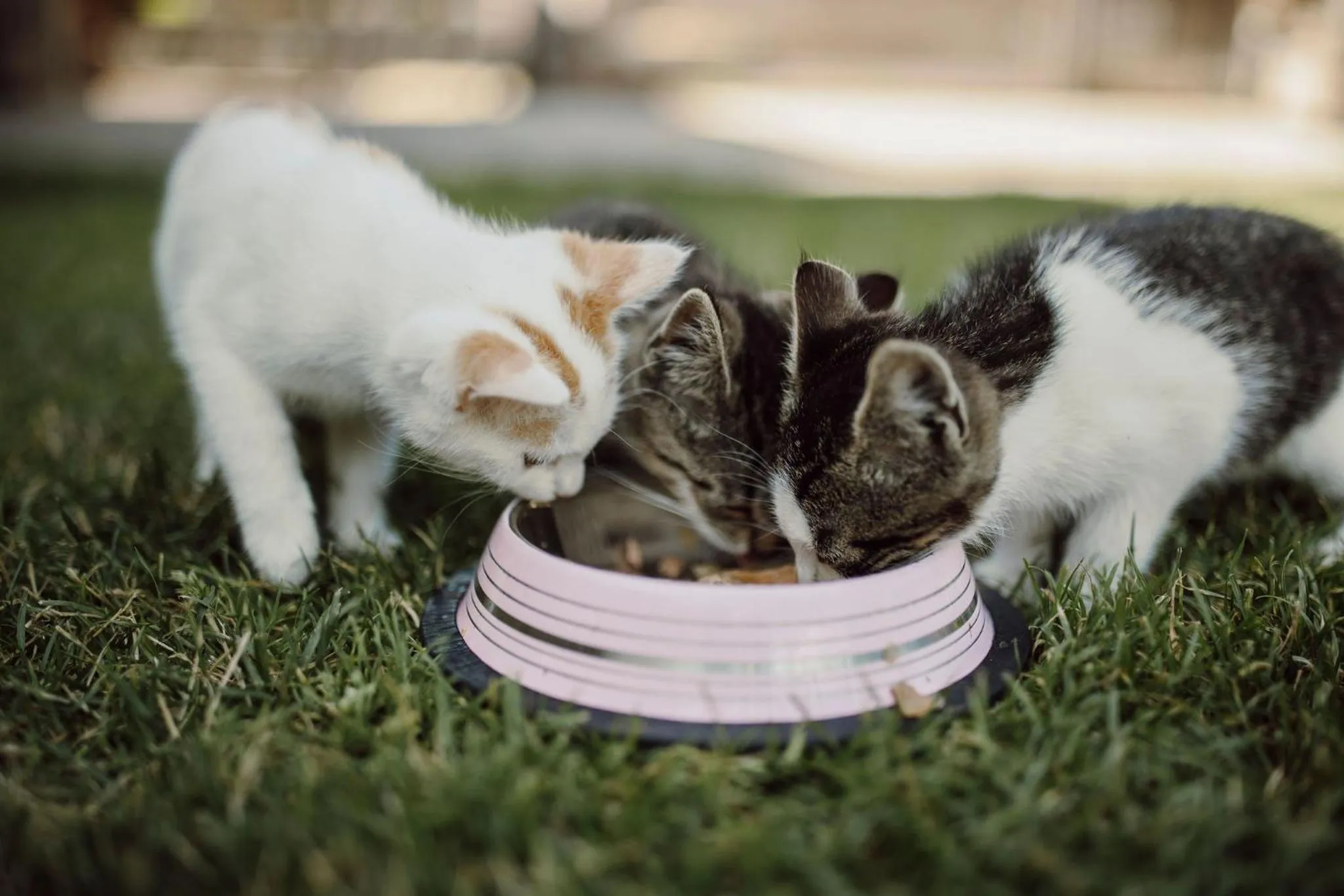 Animals in Hotel Lerch