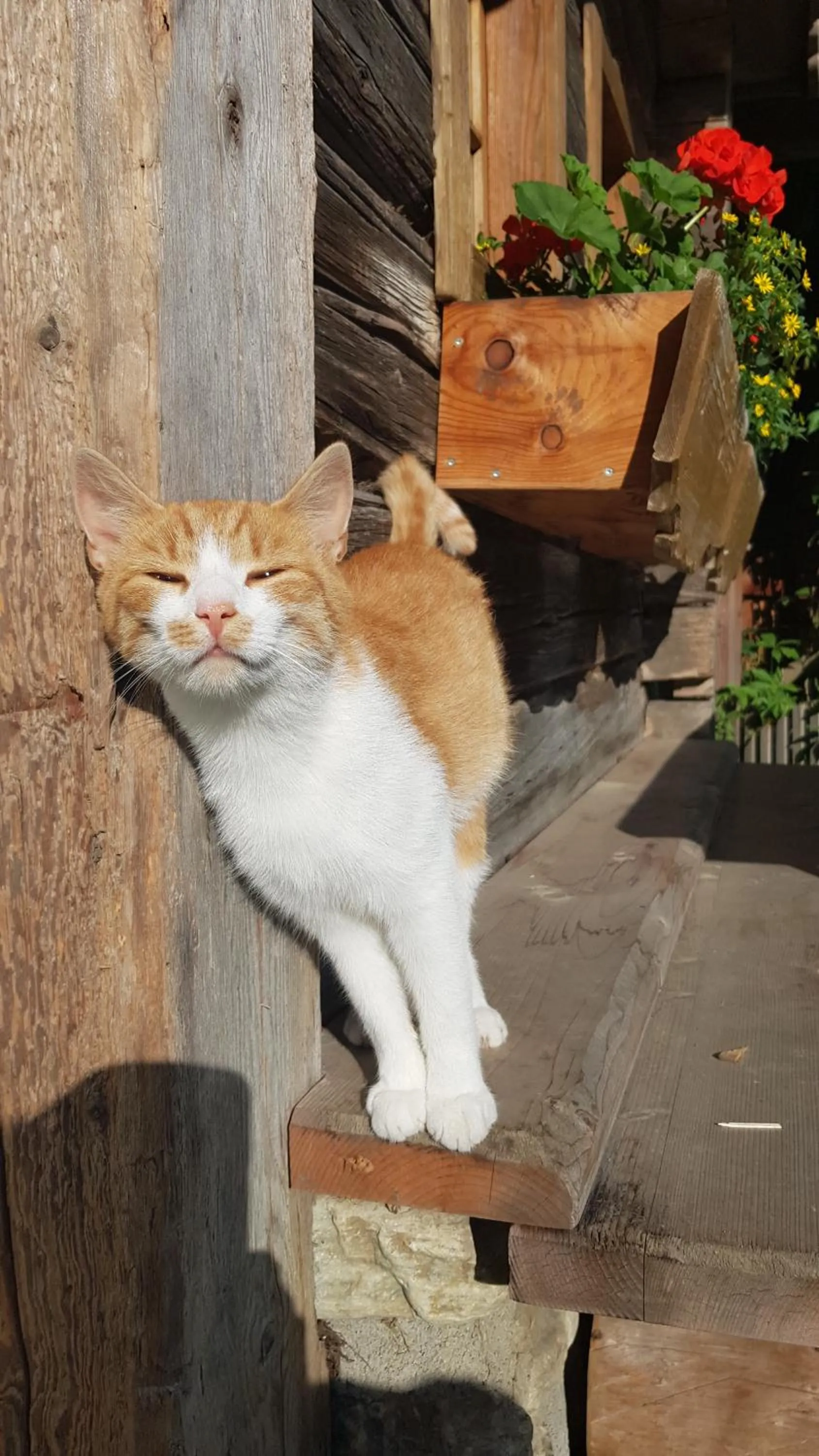 Animals in Hotel Lerch