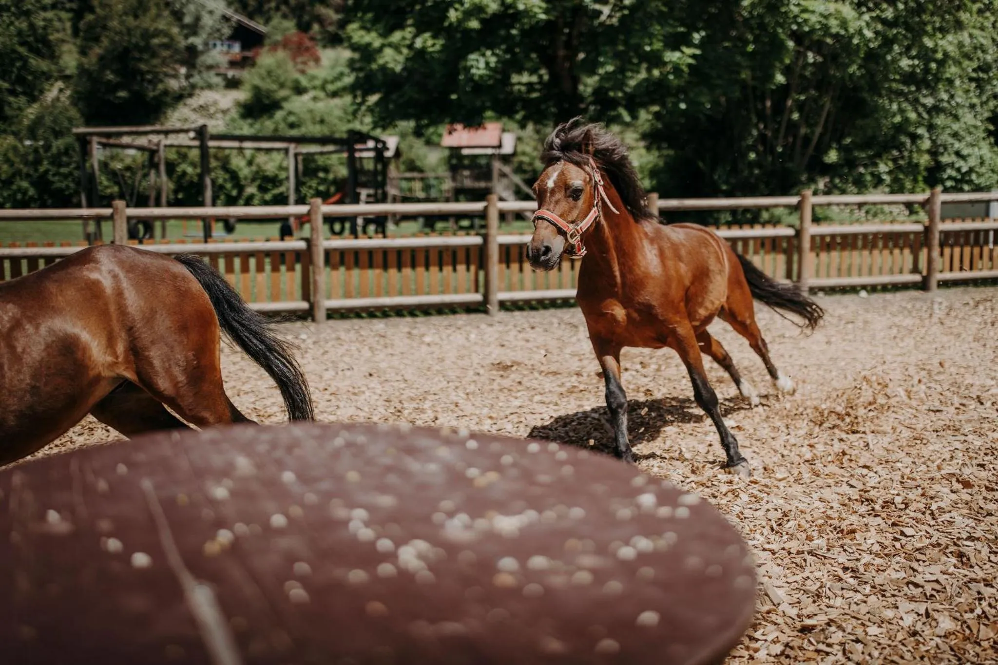 Animals in Hotel Lerch