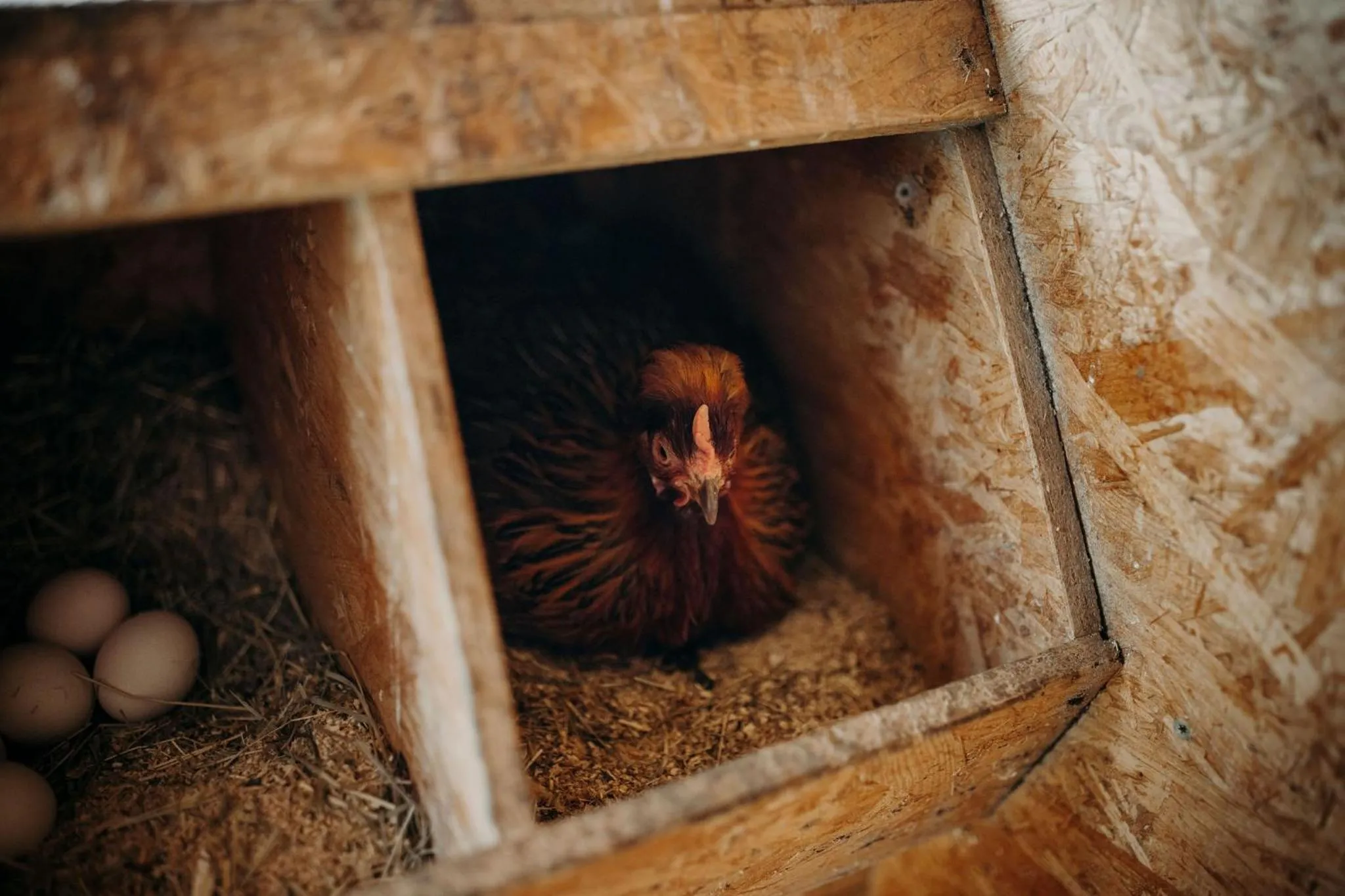 Animals in Hotel Lerch