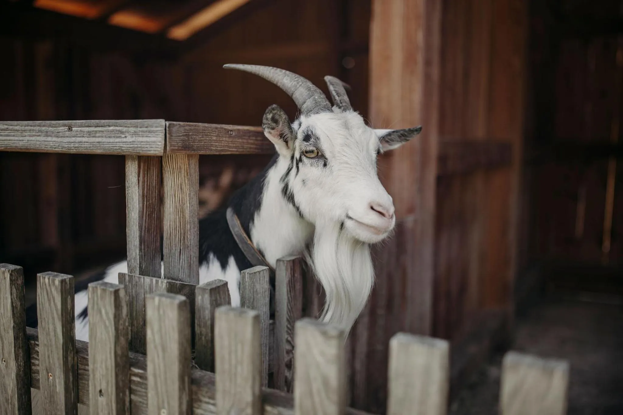 Animals in Hotel Lerch