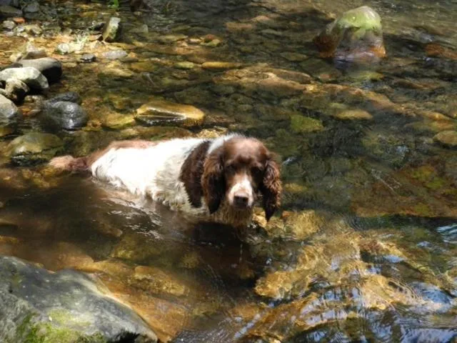 Pets in Forest Creek Lodge & Spa