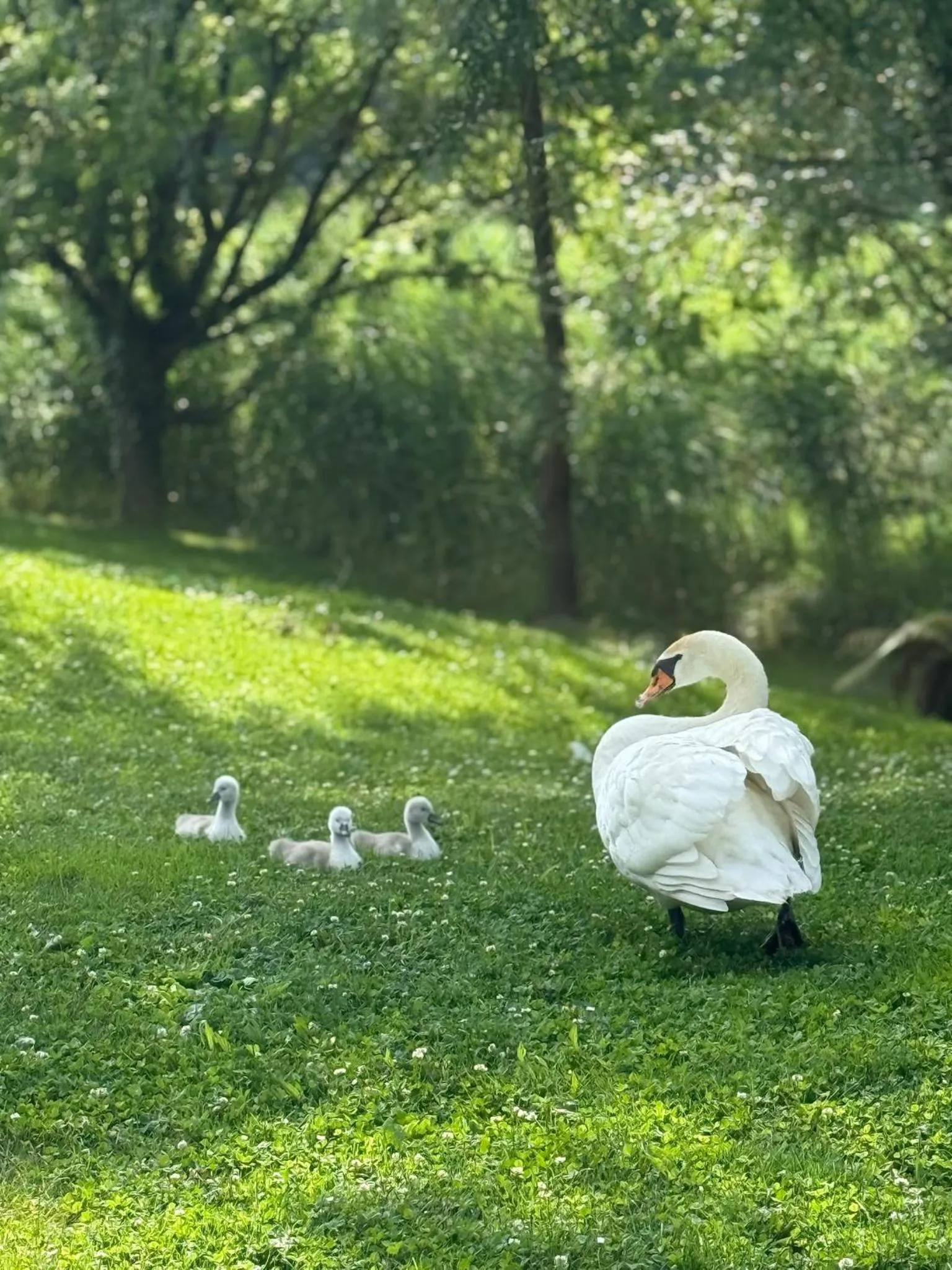 Garden in Hôtel-SPA Le Moulin De La Wantzenau - Strasbourg Nord