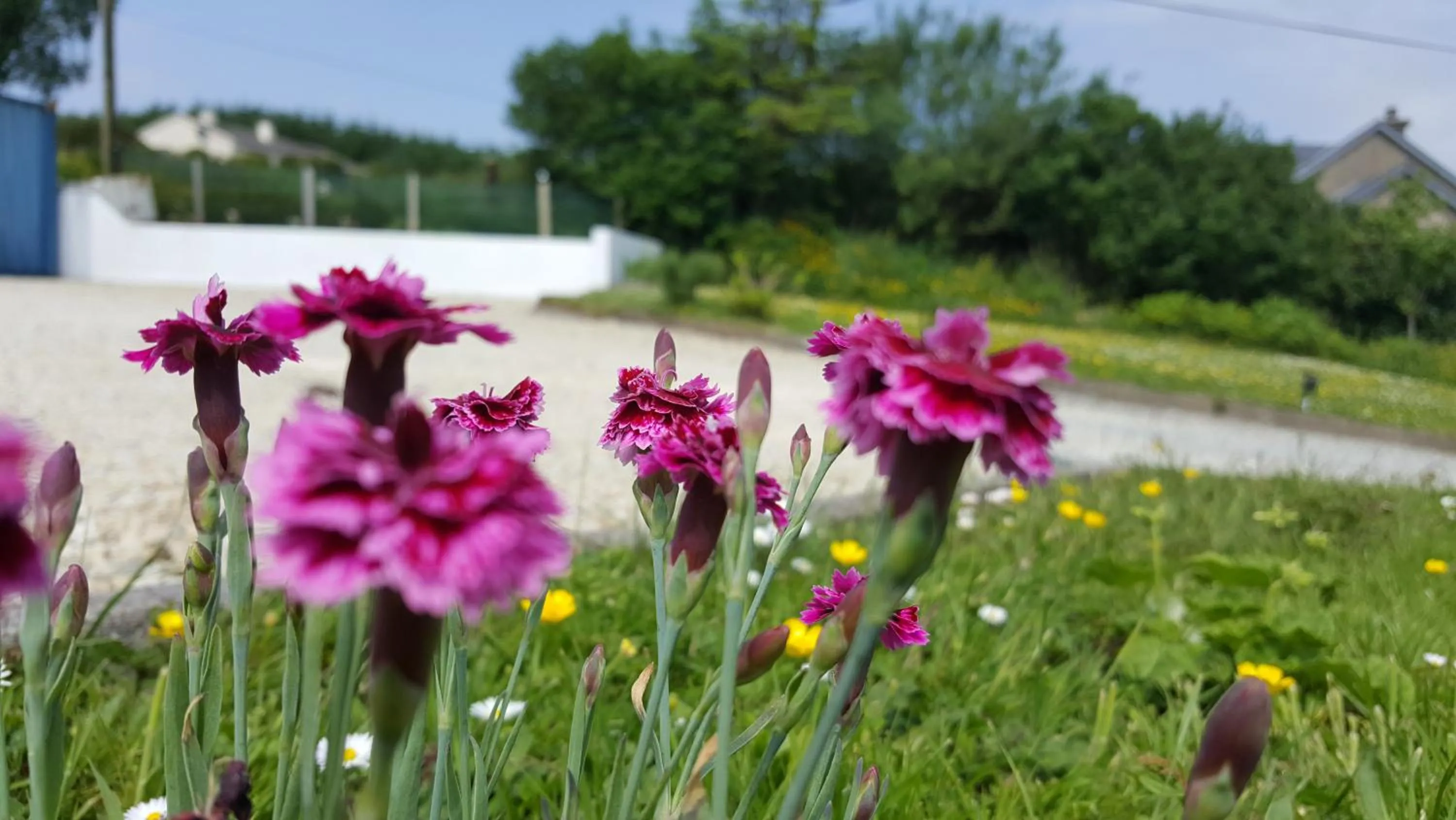 Garden in An Charraig Ban on the wild Atlantic way F94WT02