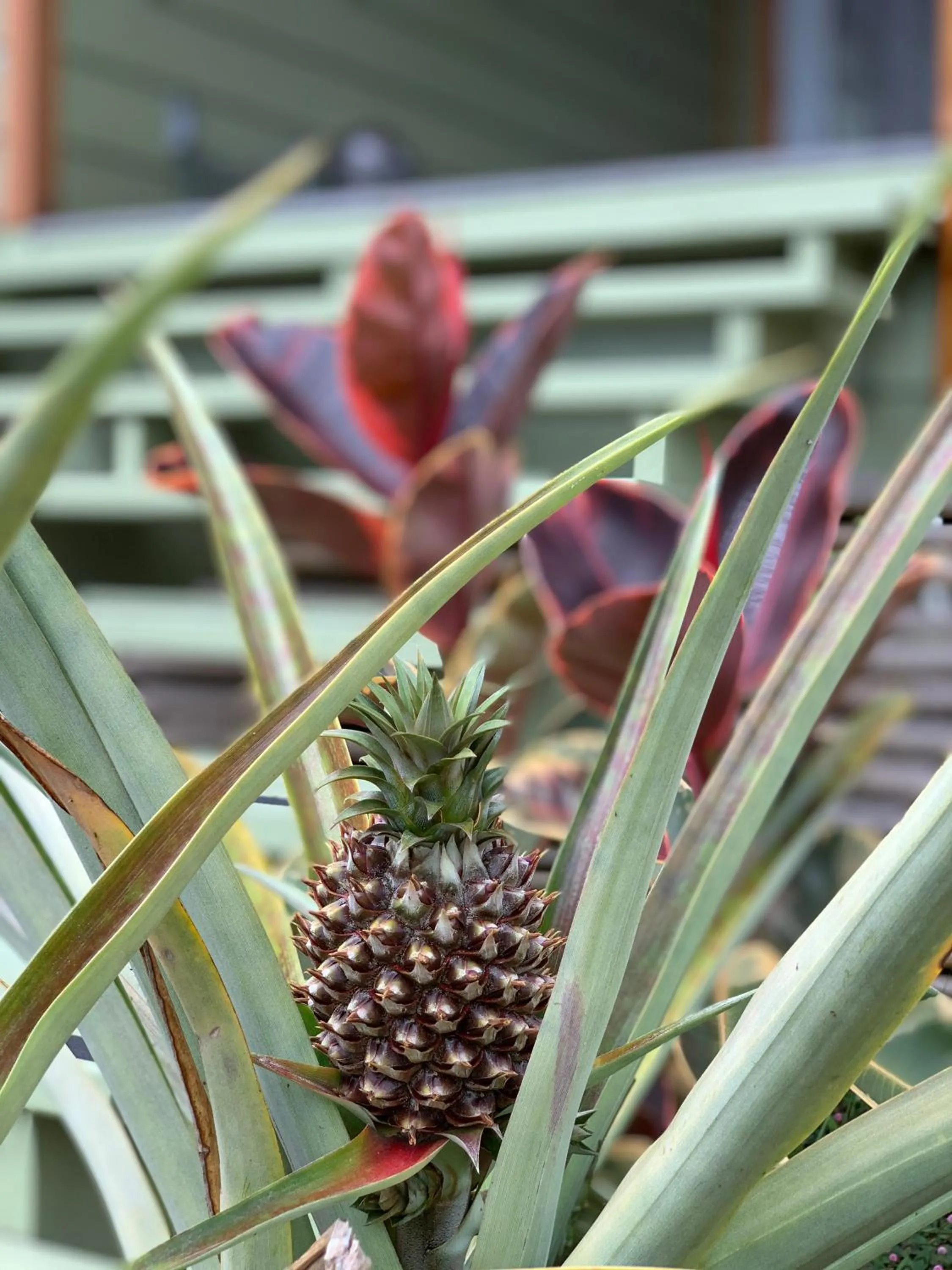 Day in Volcano Eco Cabin & Eco Lodge