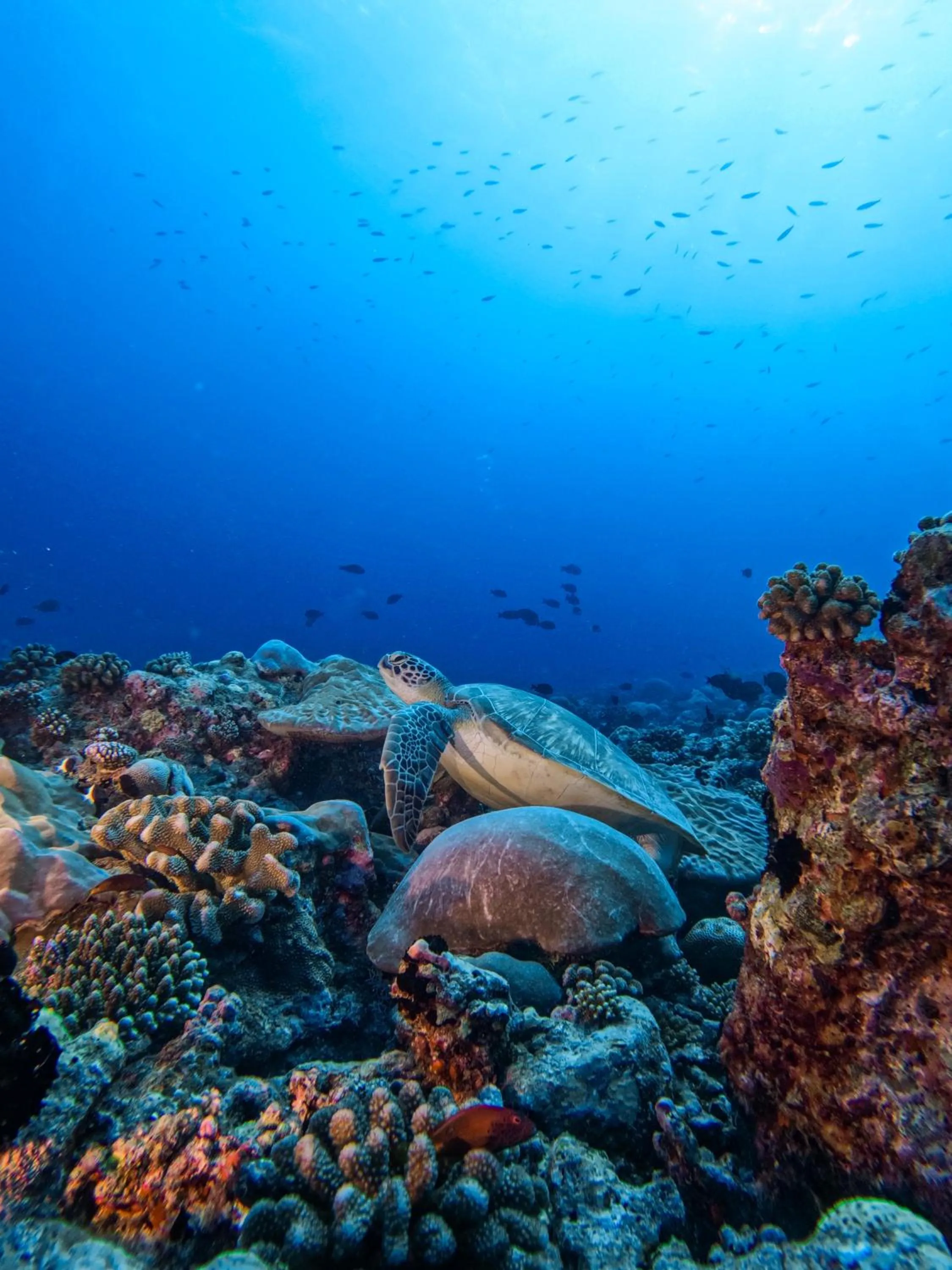Diving in Bandos Maldives