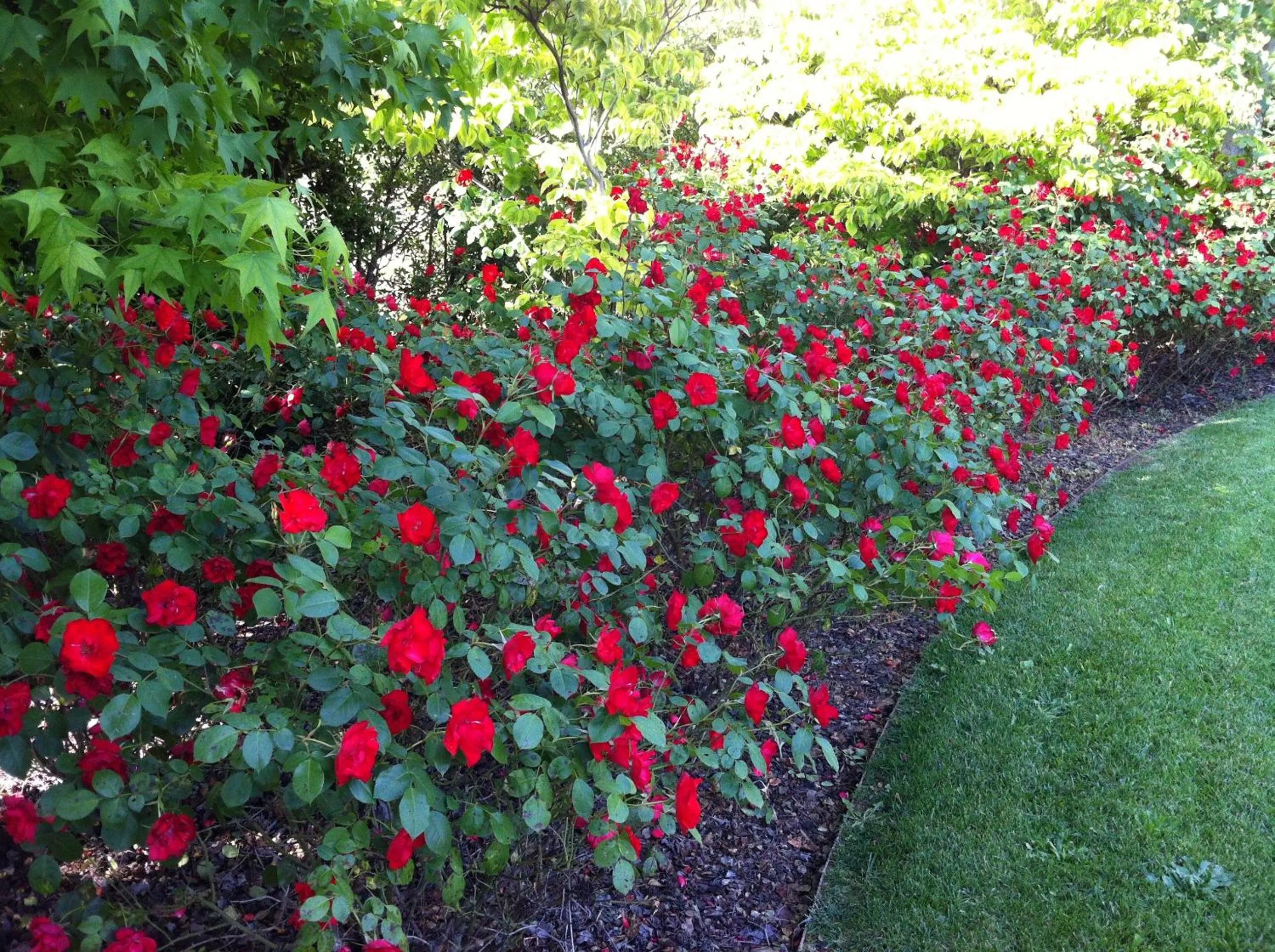 Garden in Relais Villa Annamaria Bed end Breakfast