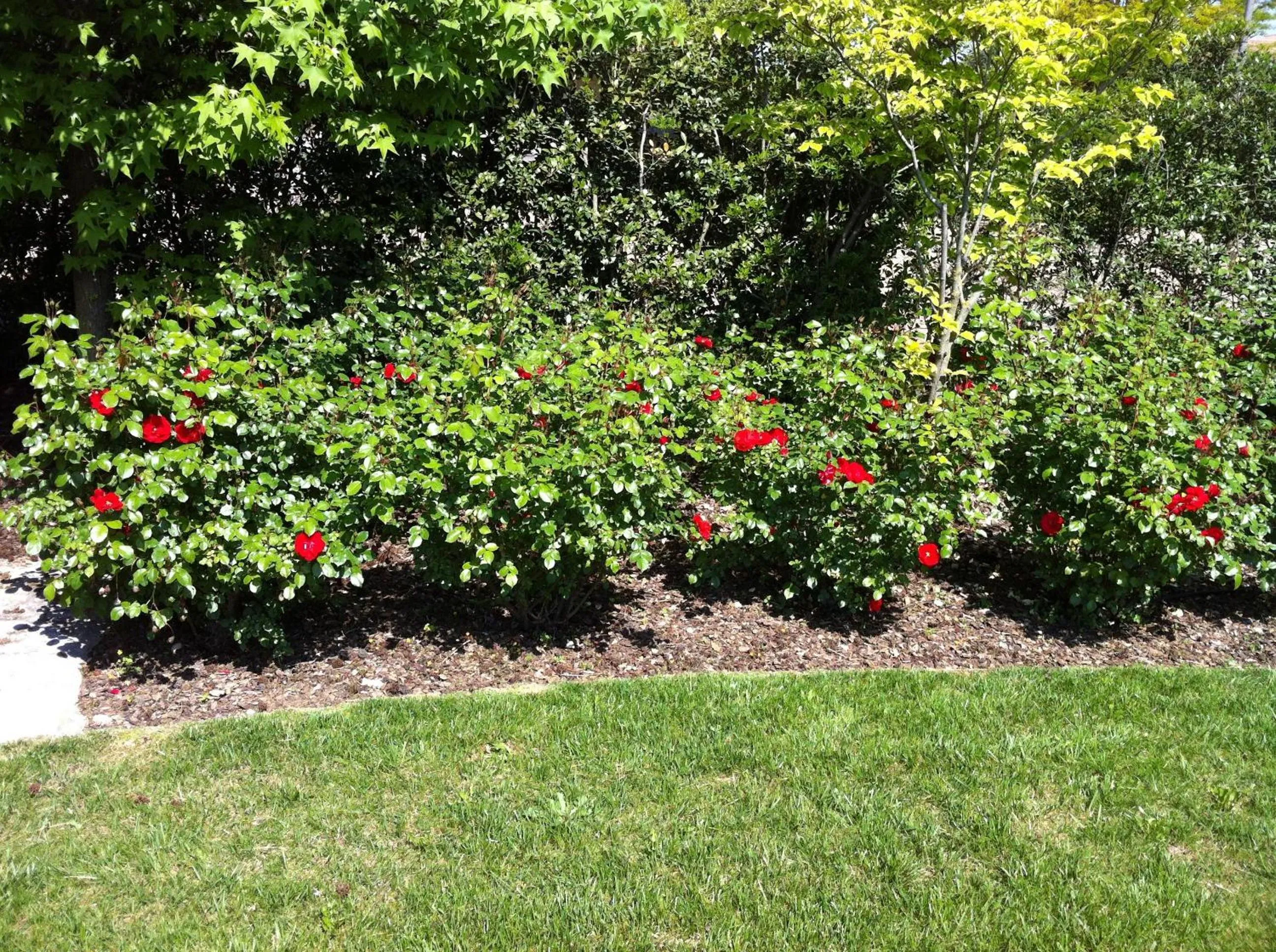 Garden in Relais Villa Annamaria Bed end Breakfast