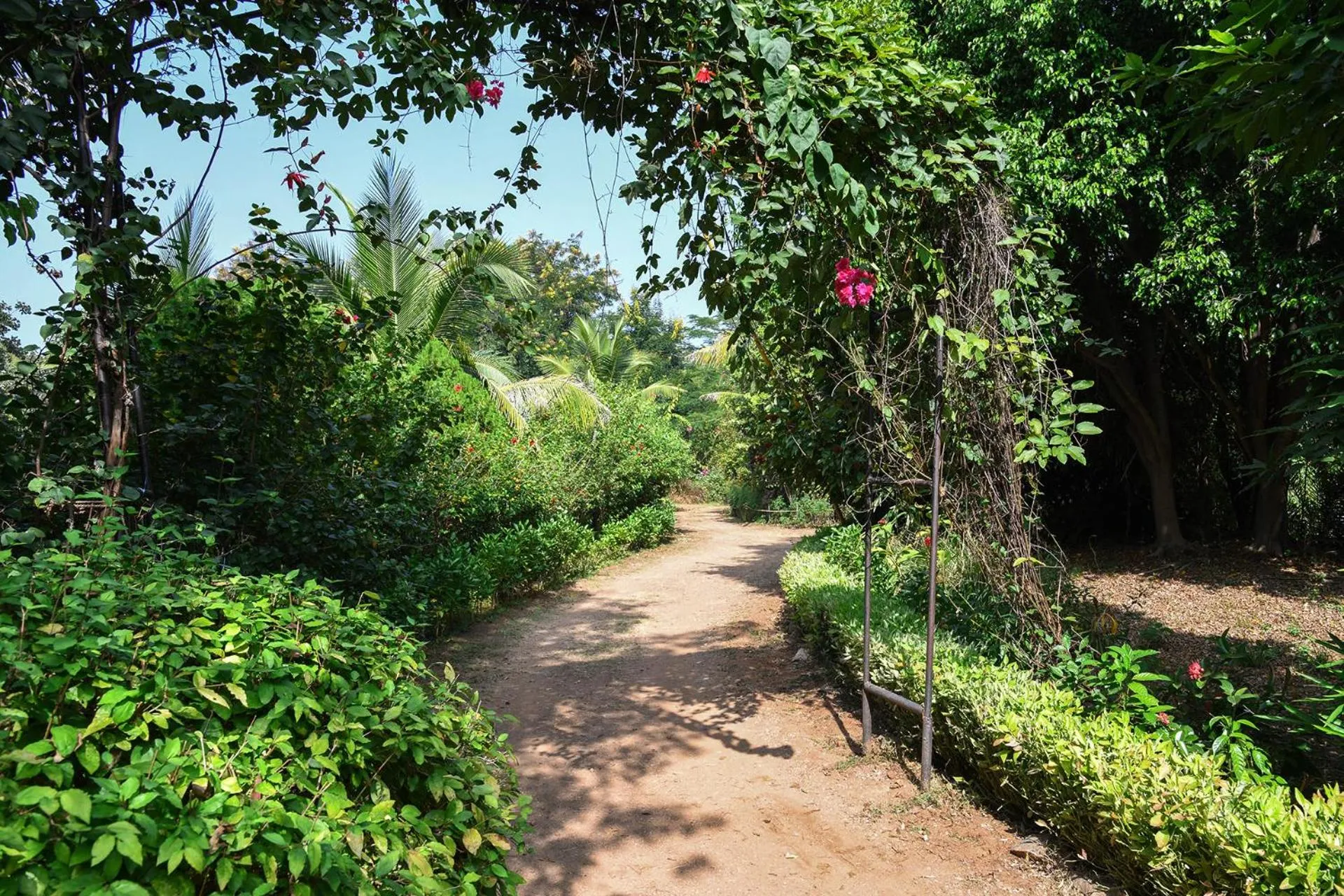 Garden in Baaz Jungle Resort