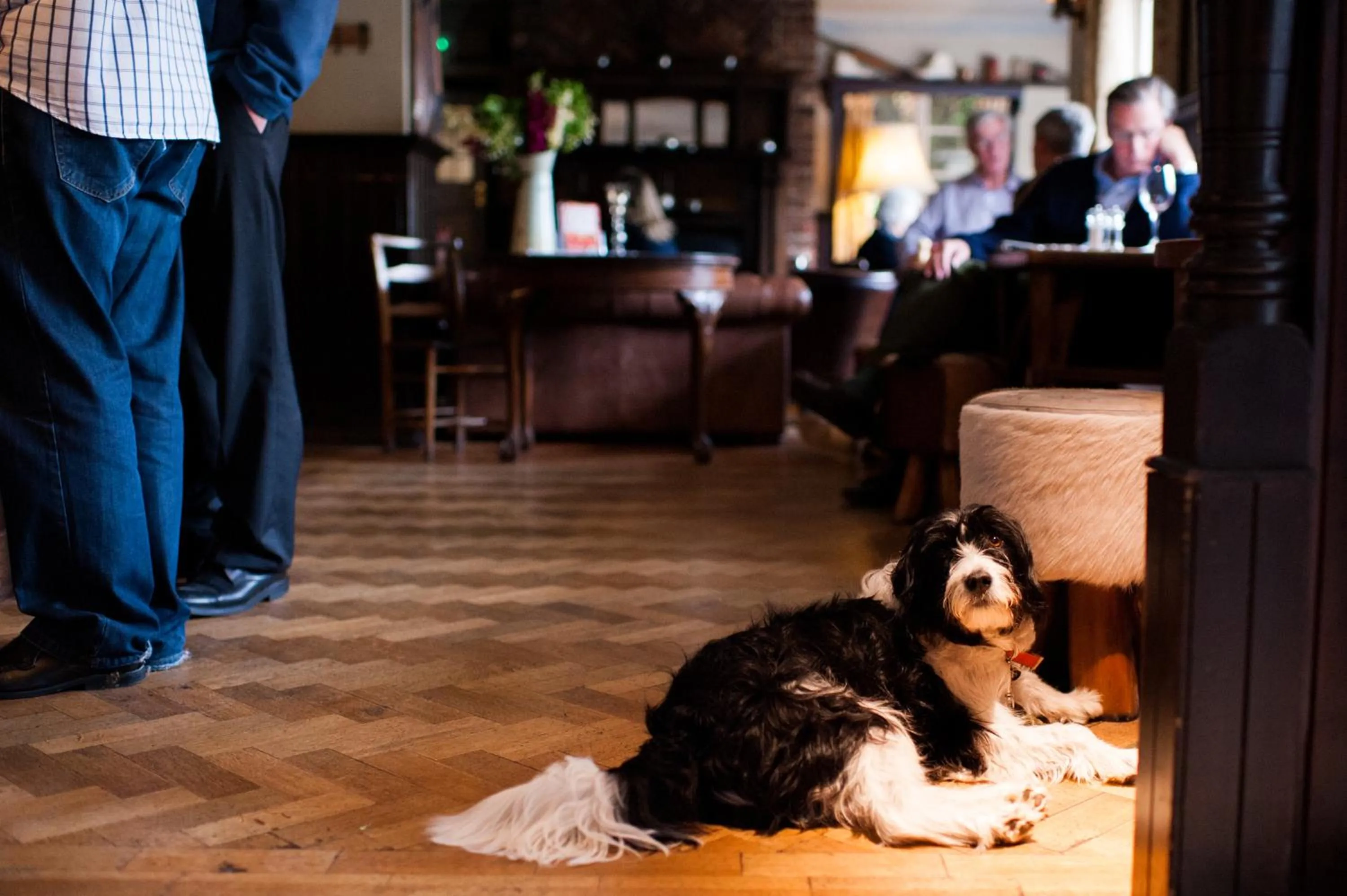 Pets in The Thomas Lord