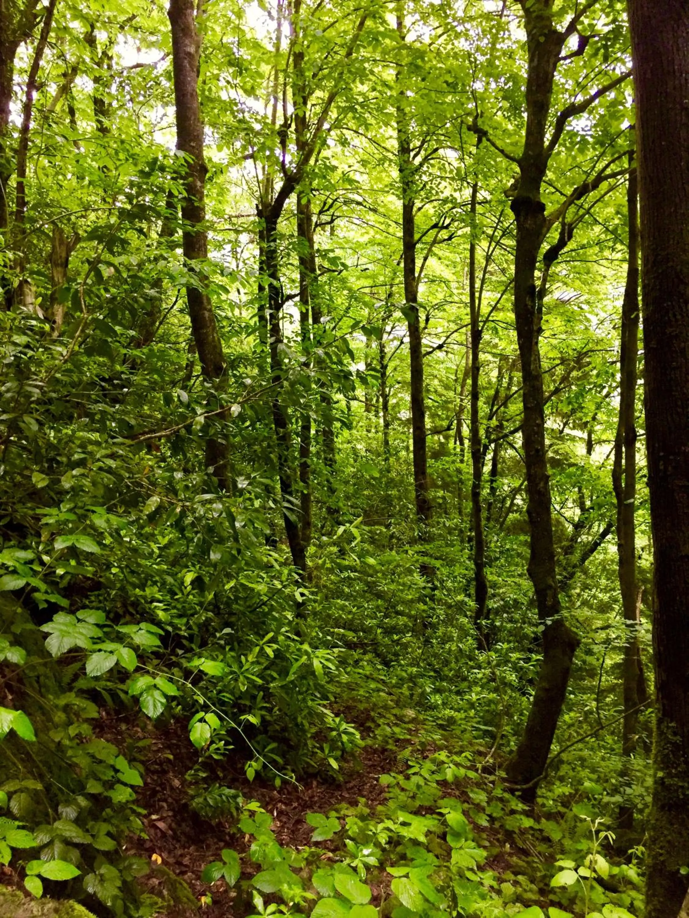 Property building in Seyr-i Cennet Dag Evleri