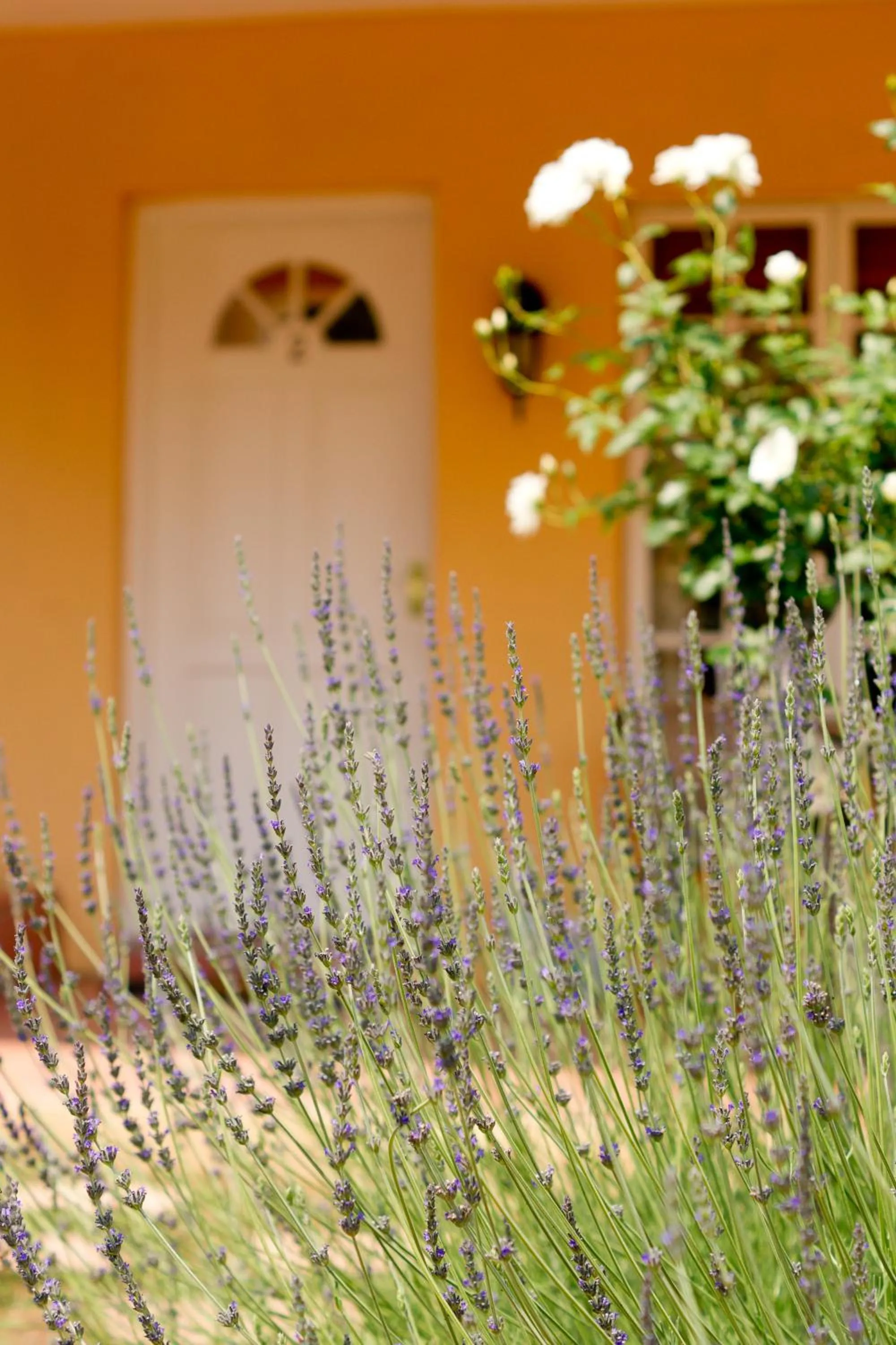 Garden in Little Tuscany Boutique Hotel