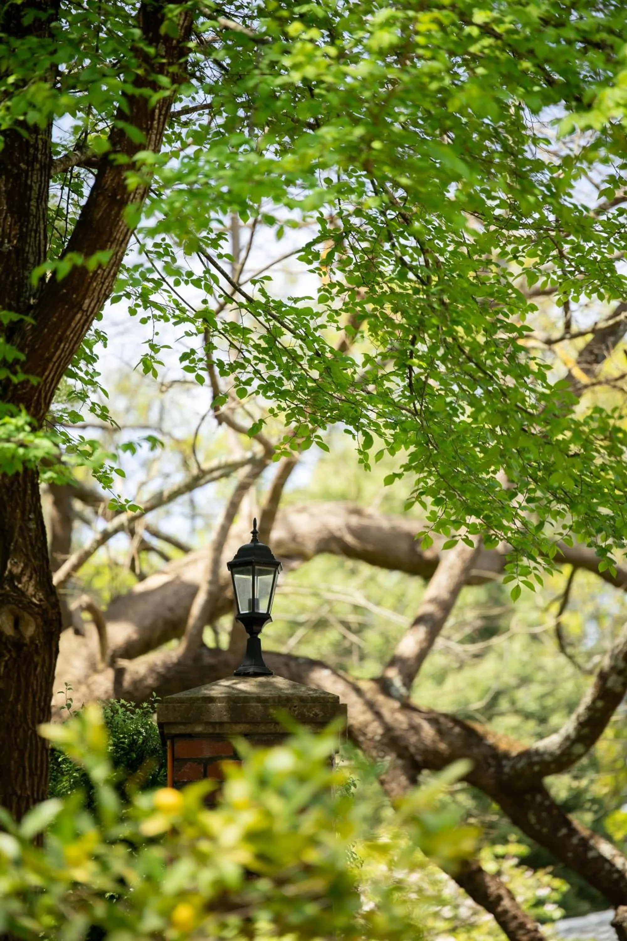 Natural landscape in Holly Lodge