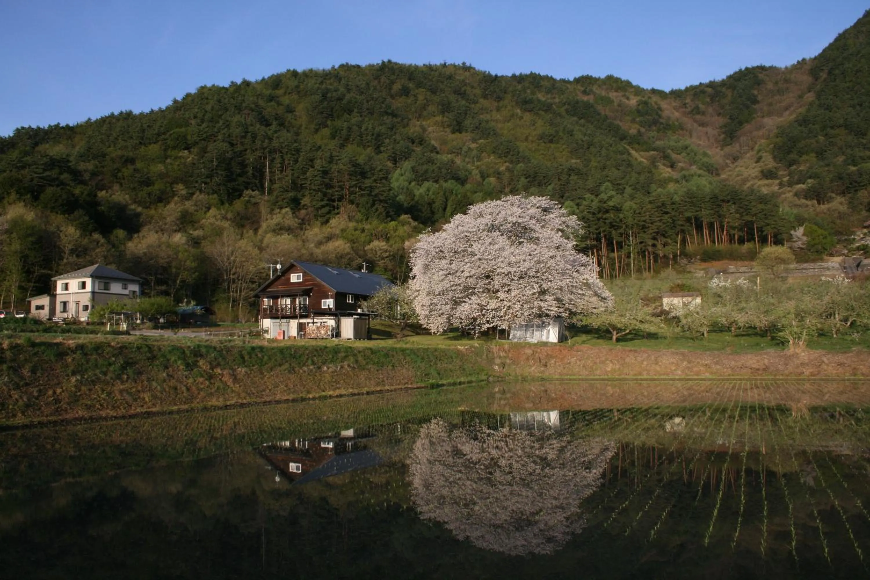 Spring in Azumino Backpackers 山の風