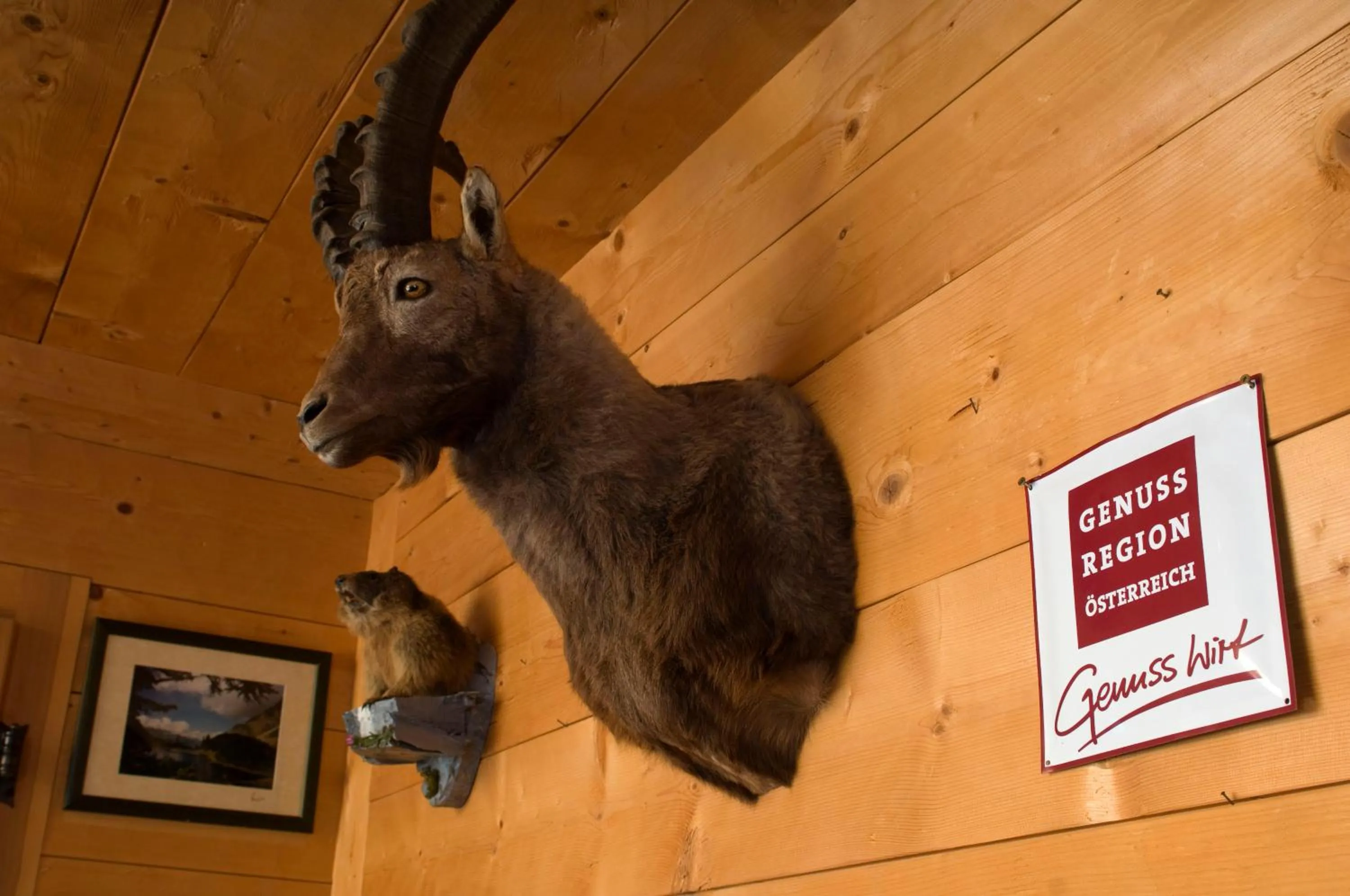 Animals in Gaemsle - Rueckzugsort in den Bergen